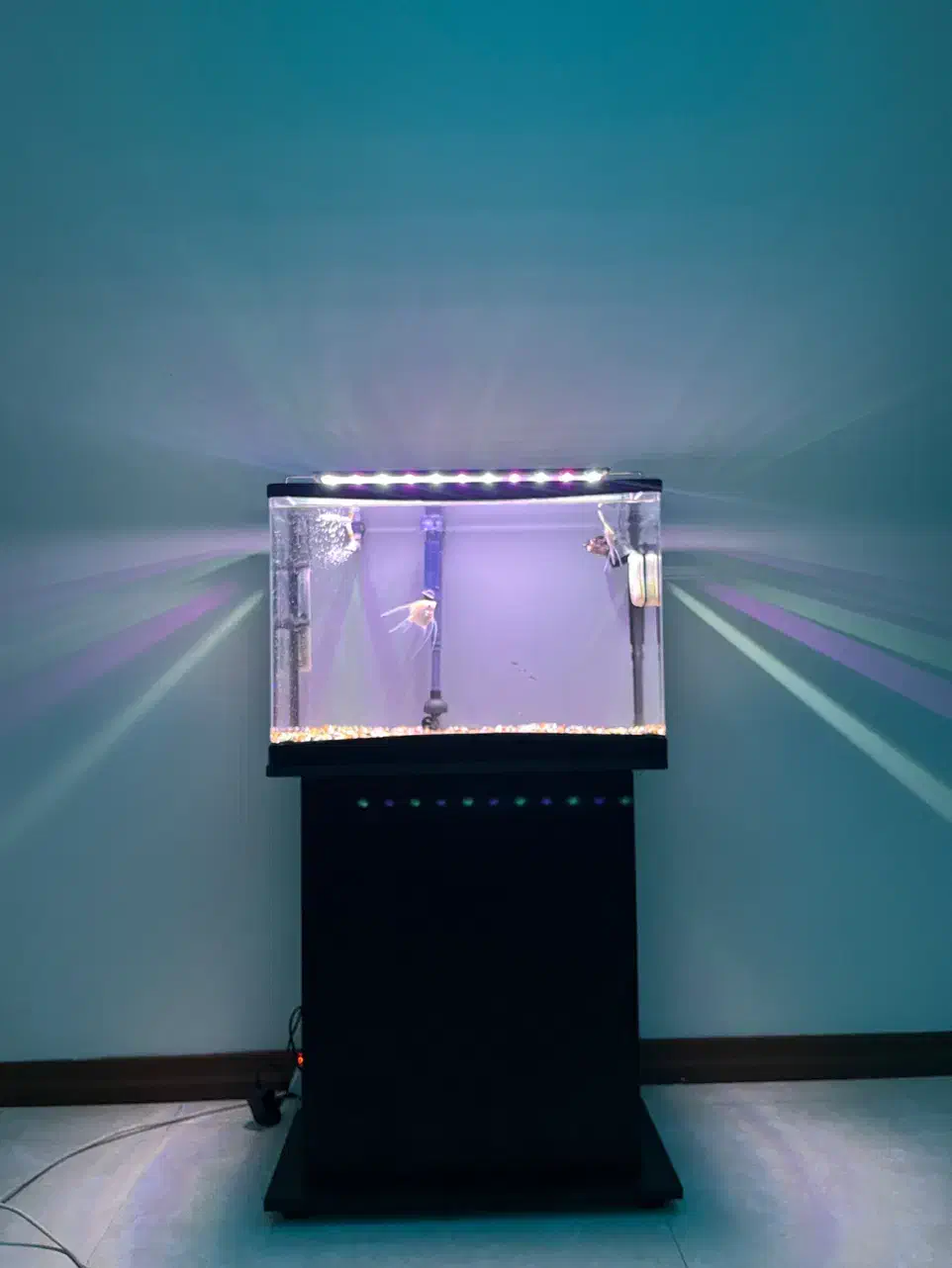اکواریوم ۶۰در۴۰|ماهی|تهران, ویلاشهر|دیوار