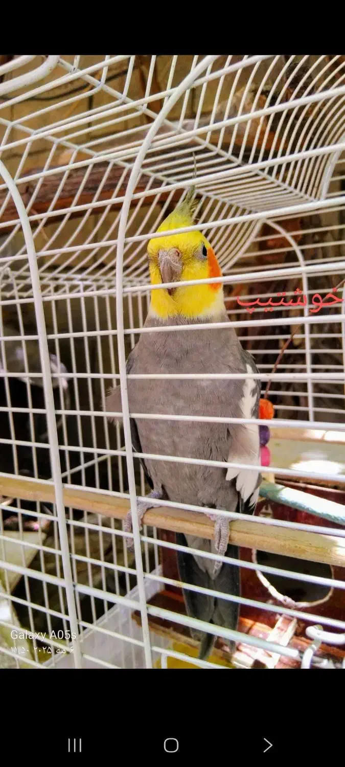 عروس هلندی گمشده|پرنده|دورود, |دیوار