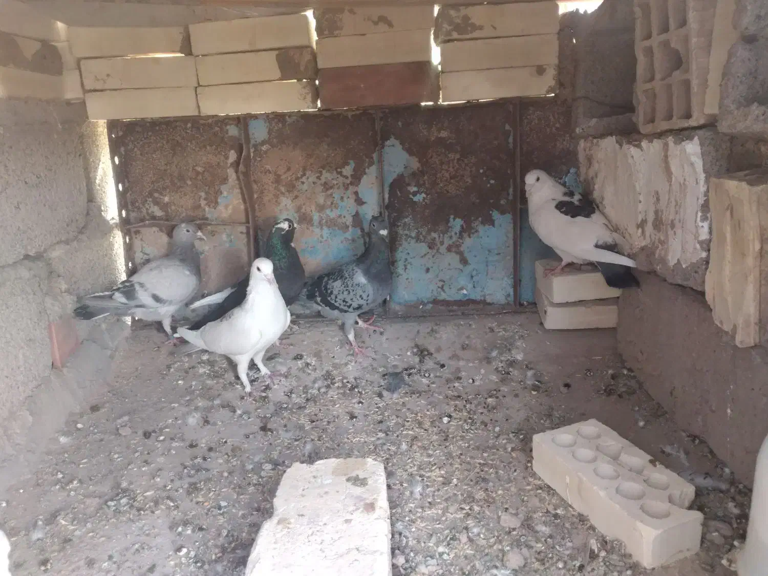 چند عدد کبوتر فروشی|پرنده|فهرج, |دیوار