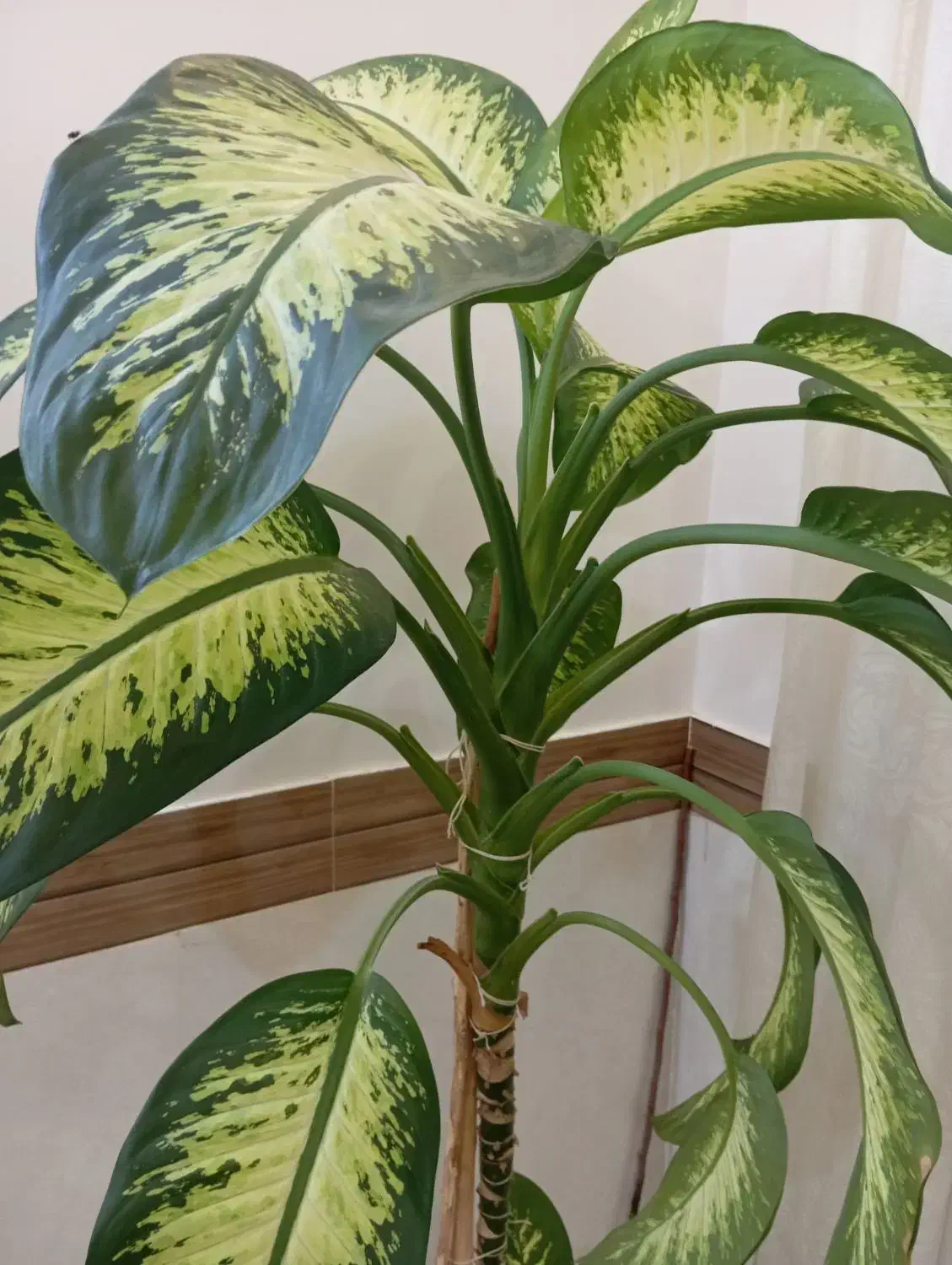 گل دیفن باخیا|گل و گیاه طبیعی|چناران, |دیوار