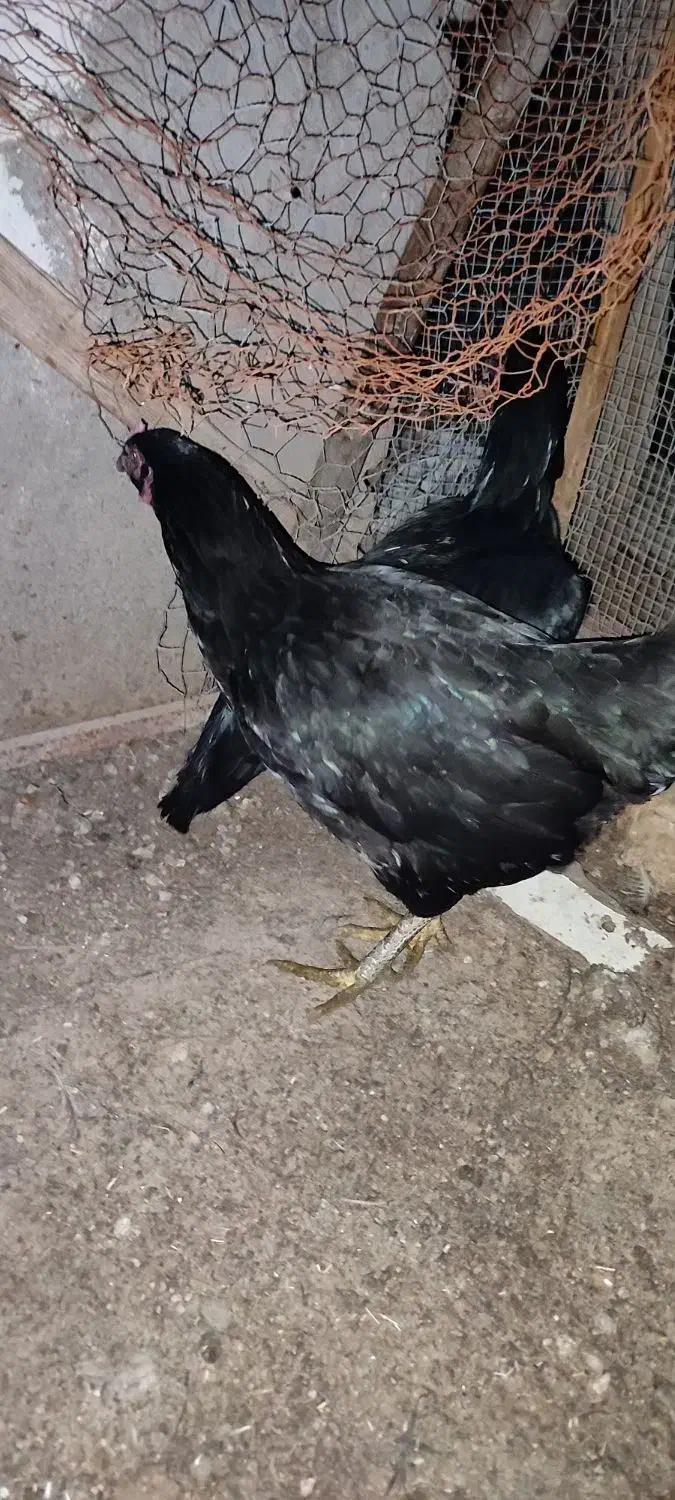 لاری تخم|حیوانات مزرعه|مشهد, کارگران|دیوار