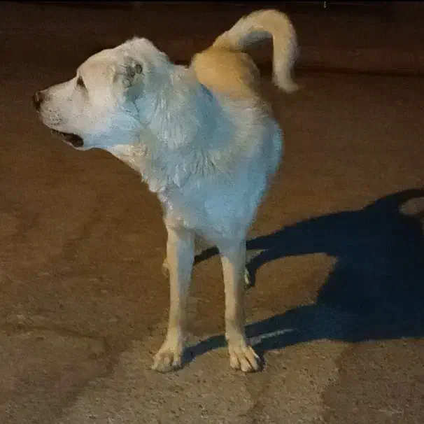 گمشده|سگ|میاندوآب, |دیوار