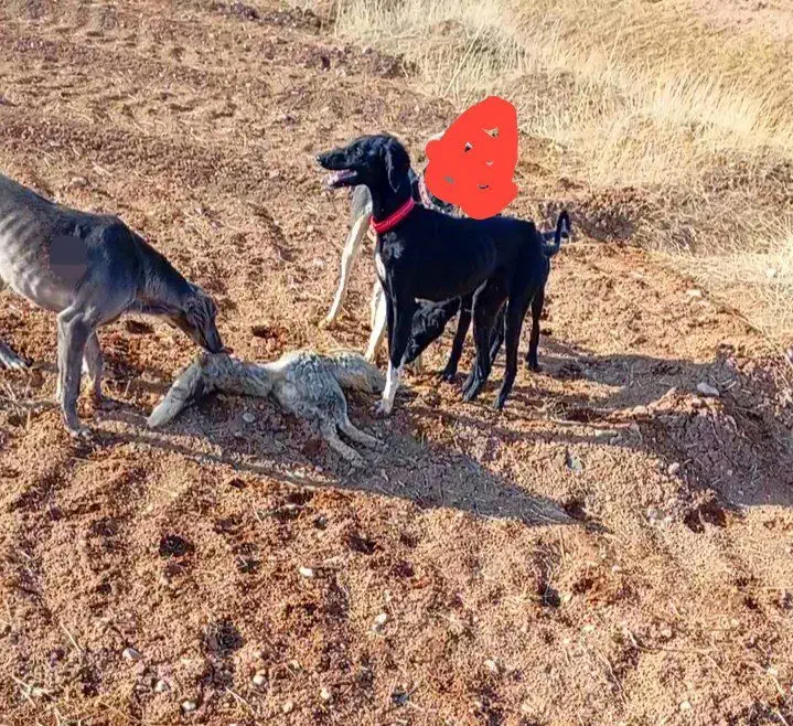 تازی|سگ|سجاس رود, |دیوار