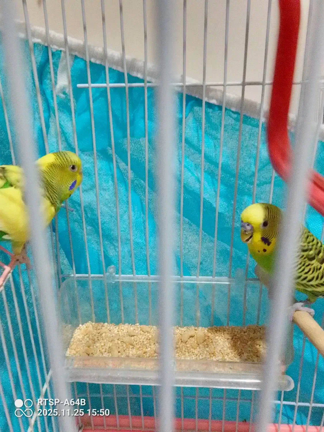 یک جفت مرغ عشق سالم سالم سالم سرحال سرحال|پرنده|هشتگرد, فاز ۷ مهستان|دیوار