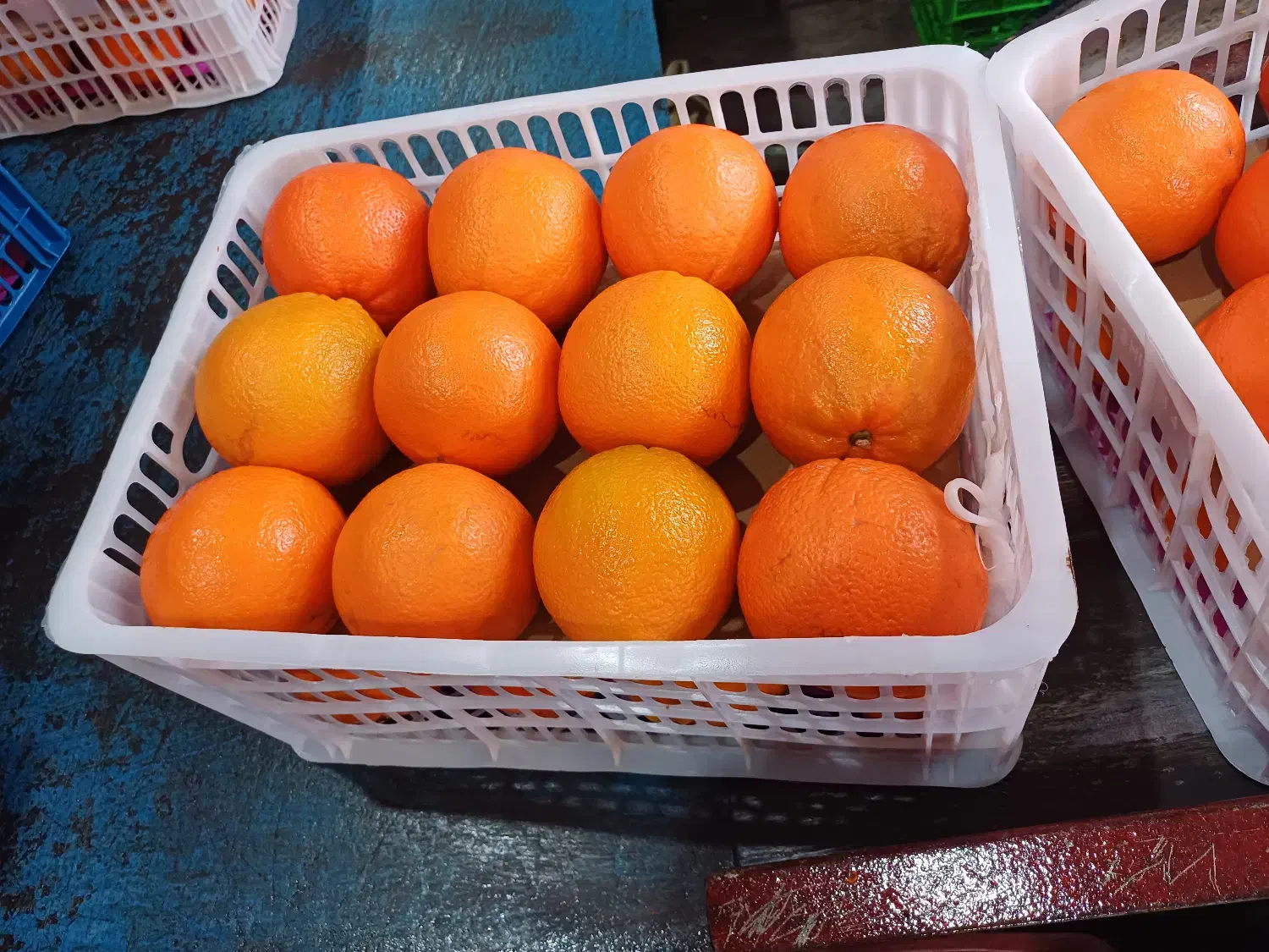 پرتقال تامسون نارنگی پچ اونشو|عمدهفروشی|ساری, |دیوار