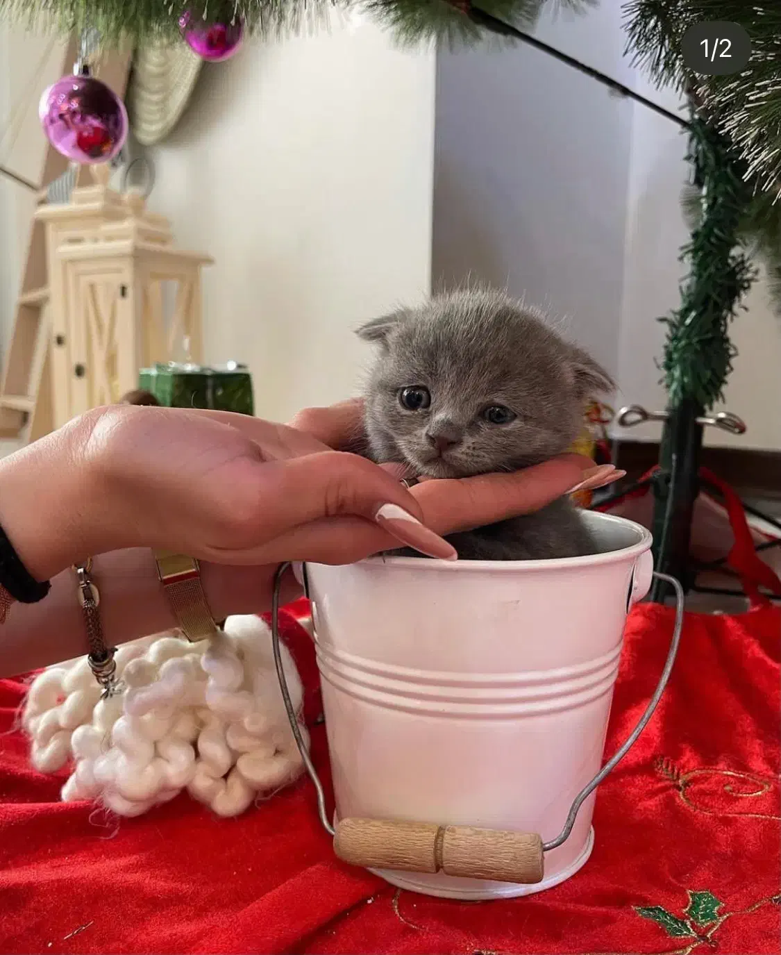 اسکاتیش بریتیش های بلو رنگ|گربه|تهران, شهران شمالی|دیوار