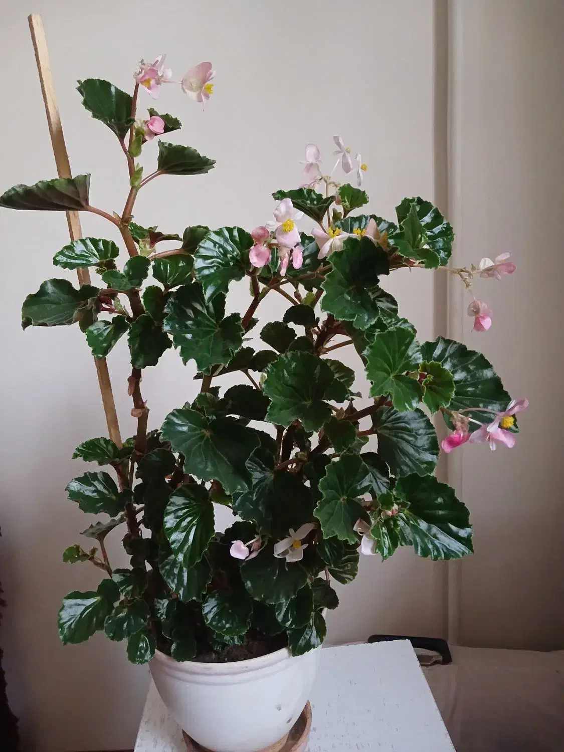 گل عروسی وگل خرفه|گل و گیاه طبیعی|ارومیه, |دیوار