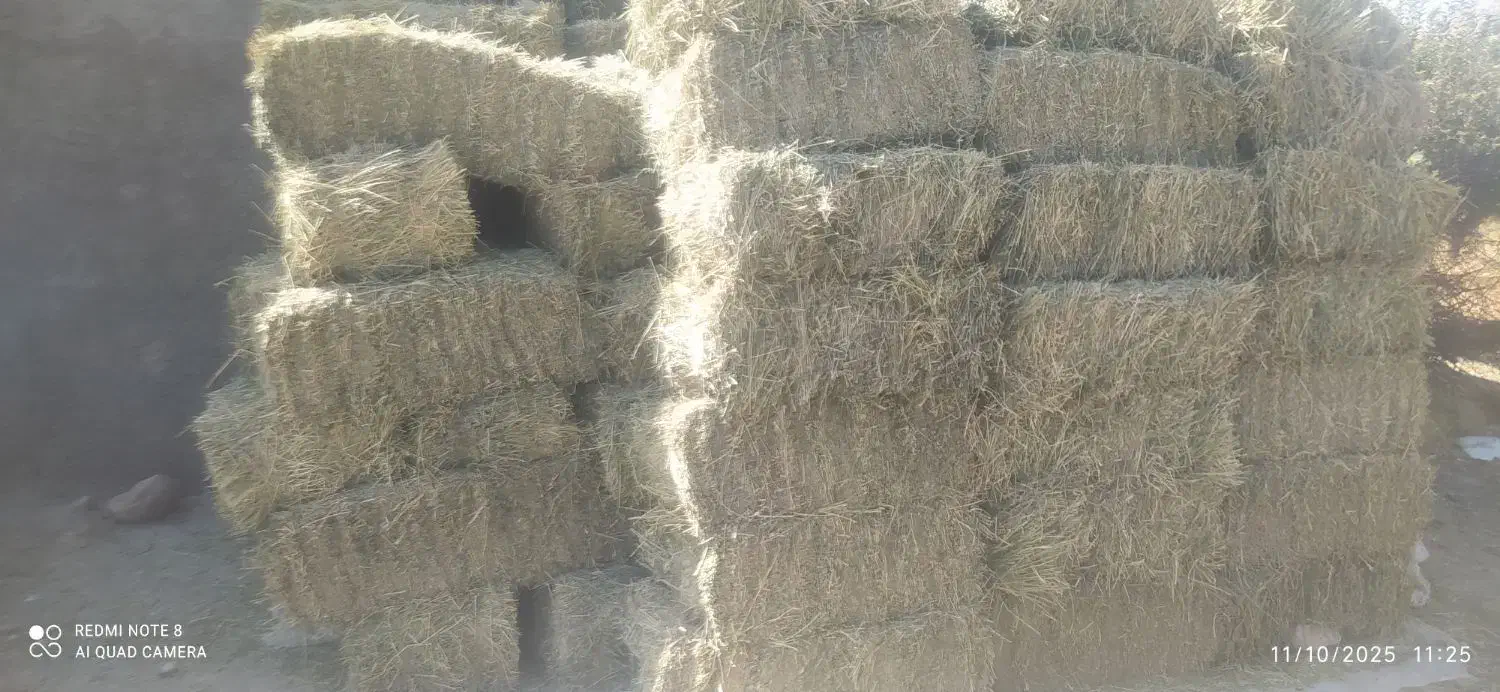 یونجه|لوازم جانبی حیوانات|زاغه, |دیوار