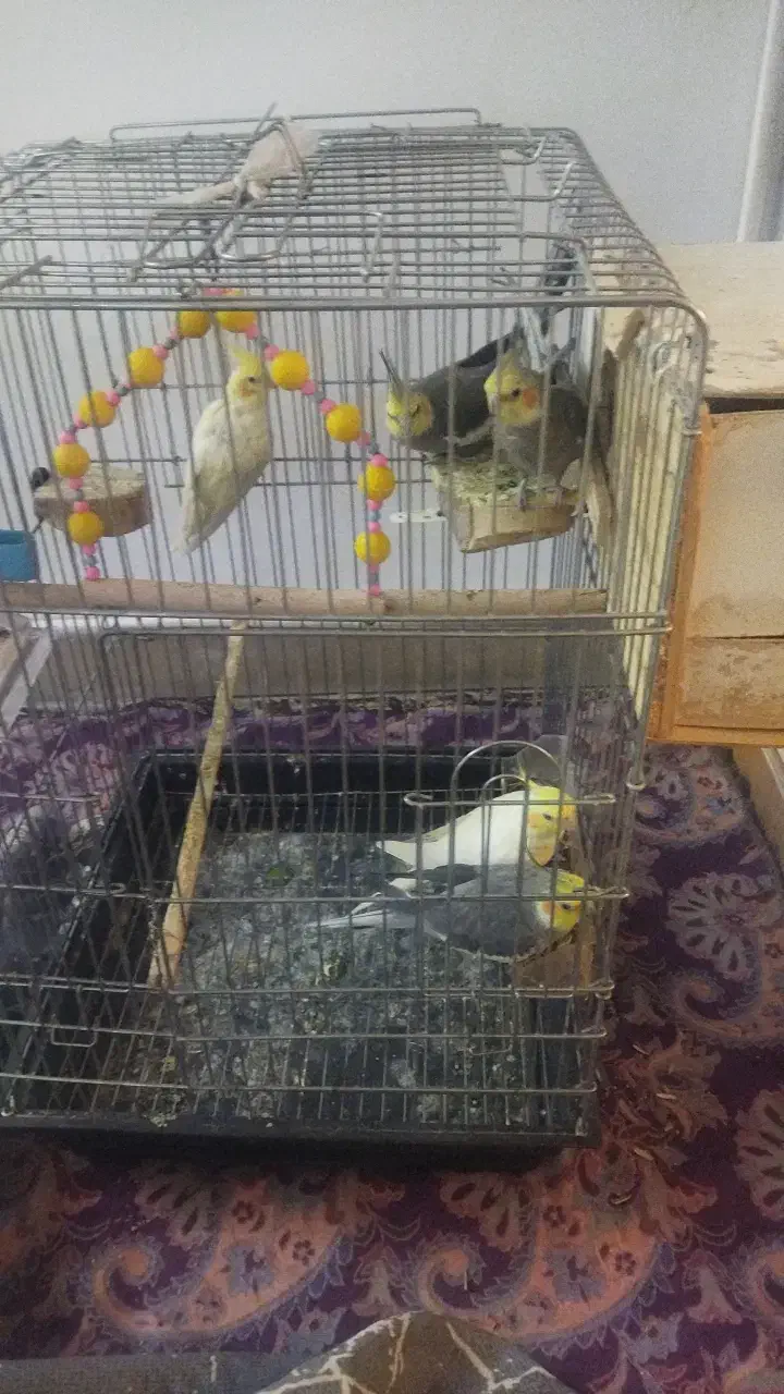 عروس هلندی|پرنده|رباط‌کریم, رباط‌کریم|دیوار