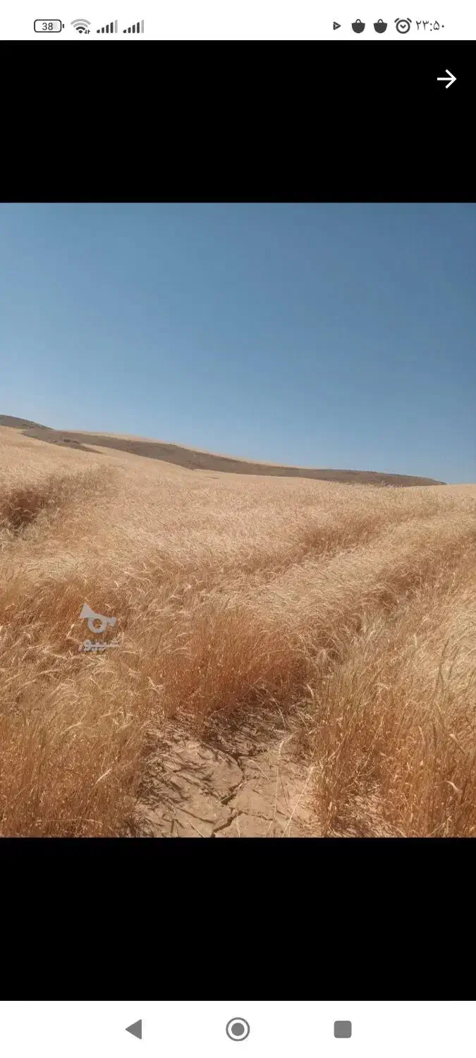 فروش کاه گندم نرم|عمدهفروشی|دیواندره, |دیوار