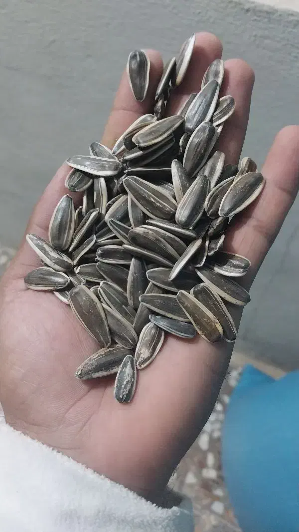 تخمه و خشکبار|عمده‌فروشی|اسفرورین, |دیوار