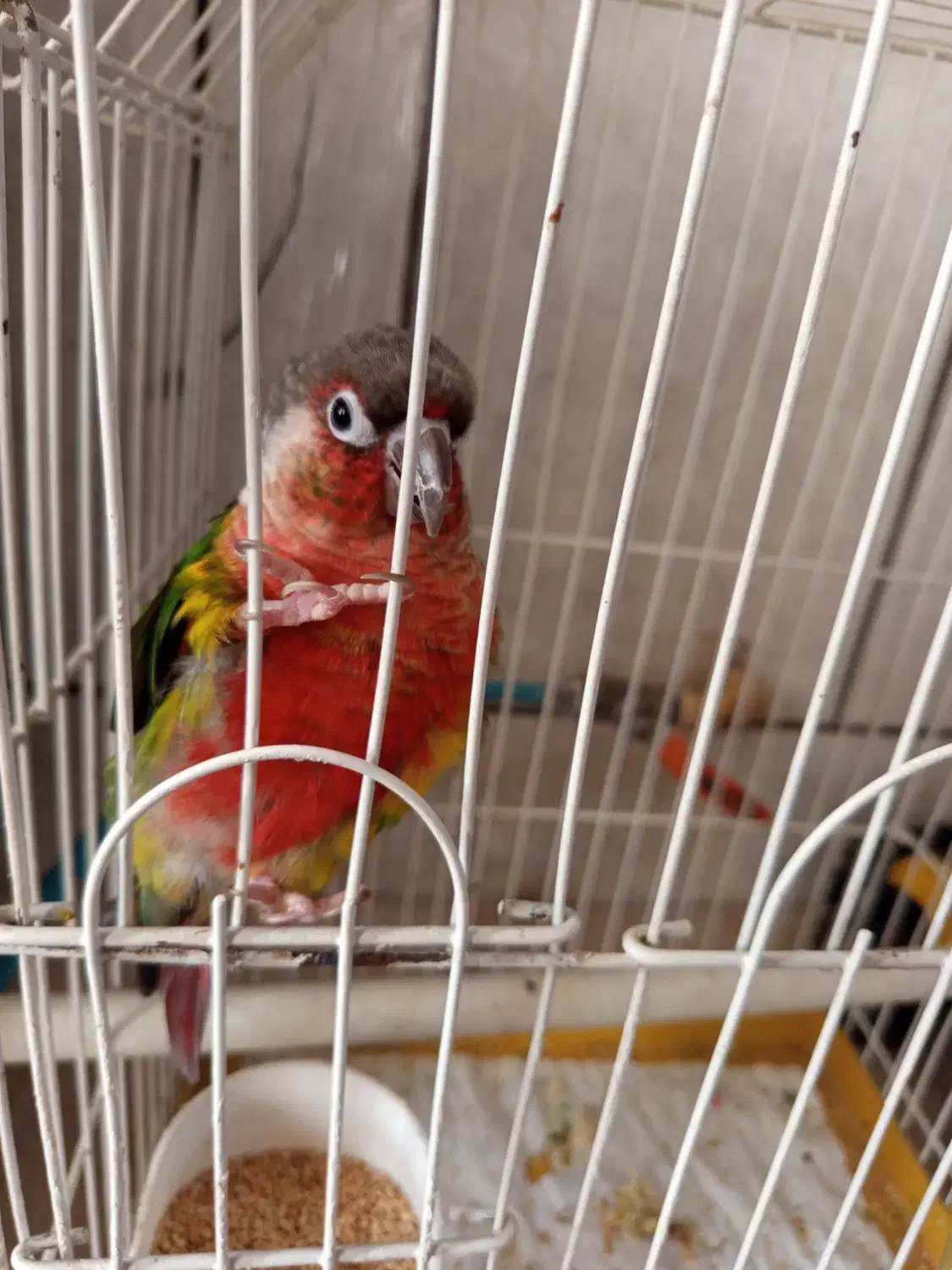 طوطی گریچینک کادوروز زن|پرنده|کاشان, خزاق|دیوار