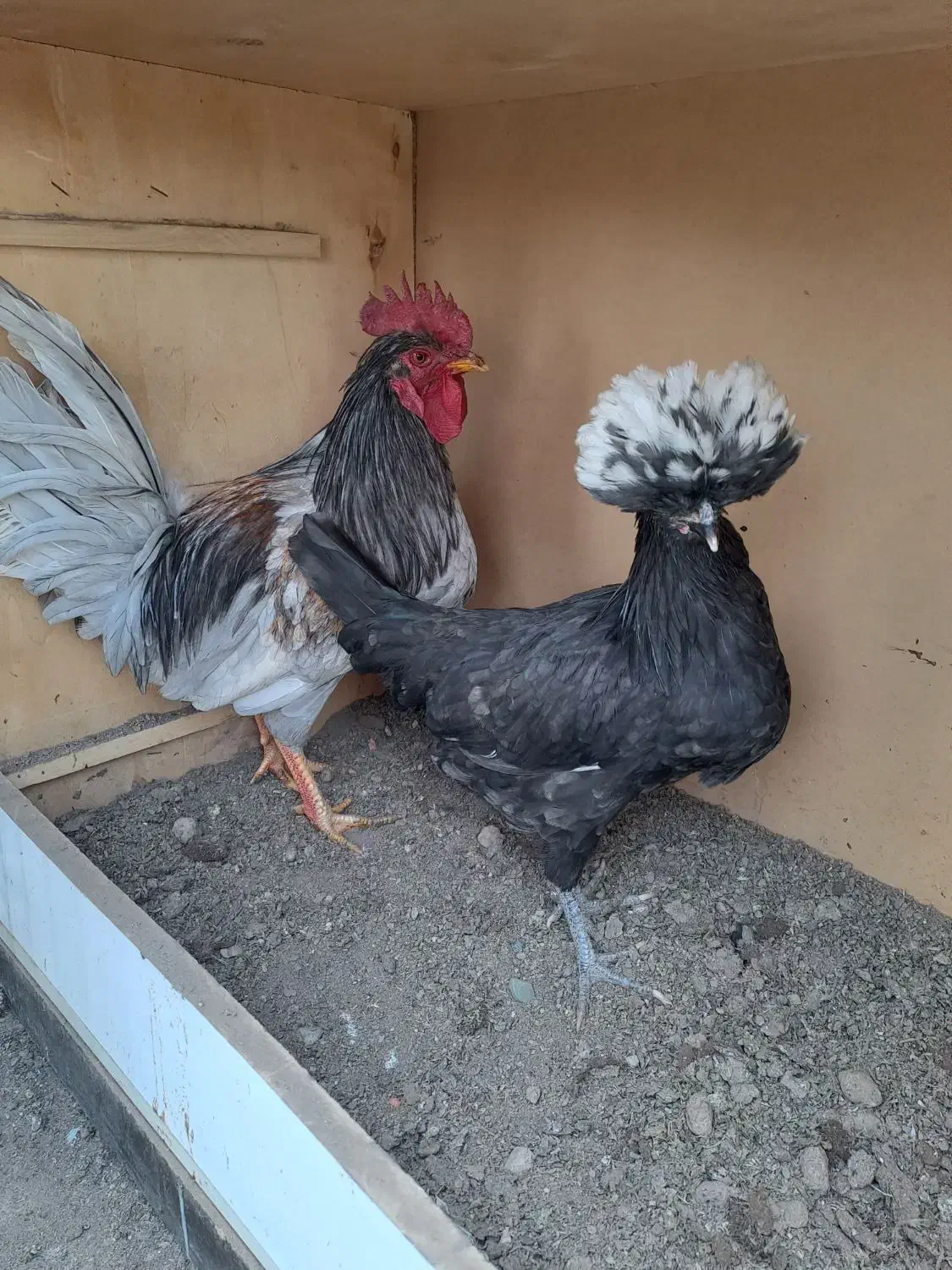 مرغ وخروس محلی|حیوانات مزرعه|تهران, جوادیه|دیوار