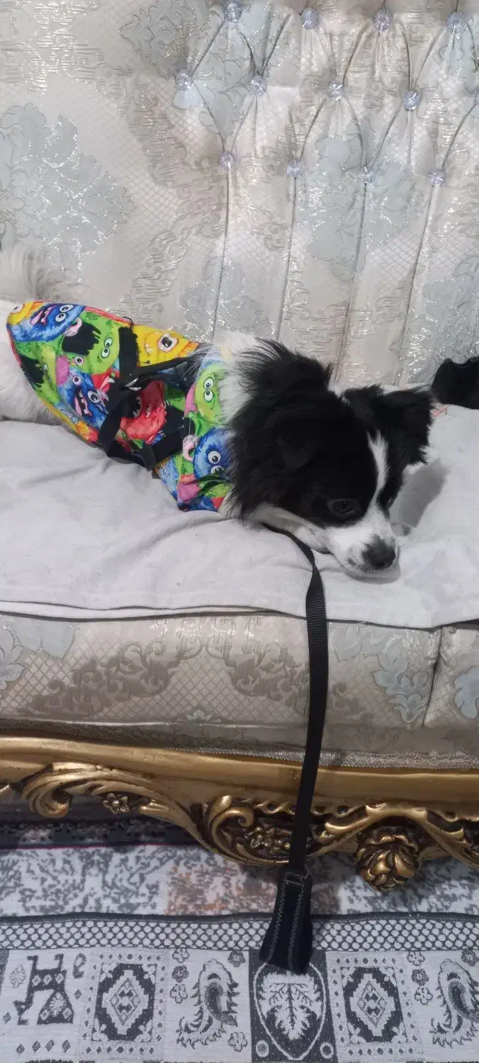 سگ خونگی|سگ|قدس, شهرقدس|دیوار