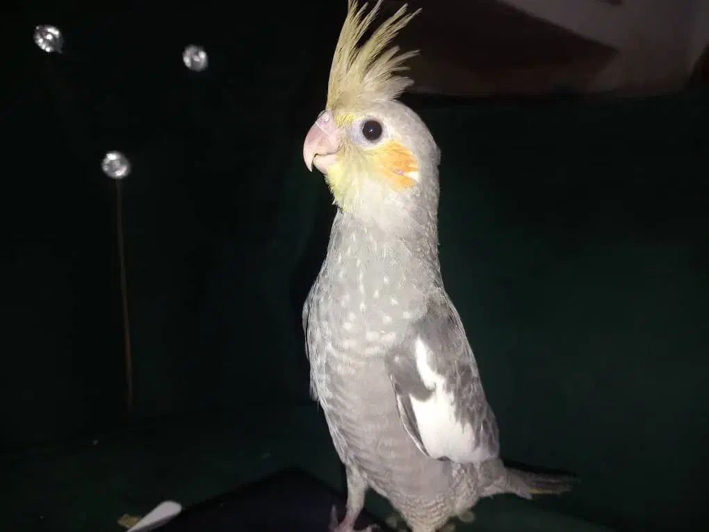 طوطی|پرنده|شوشتر, |دیوار