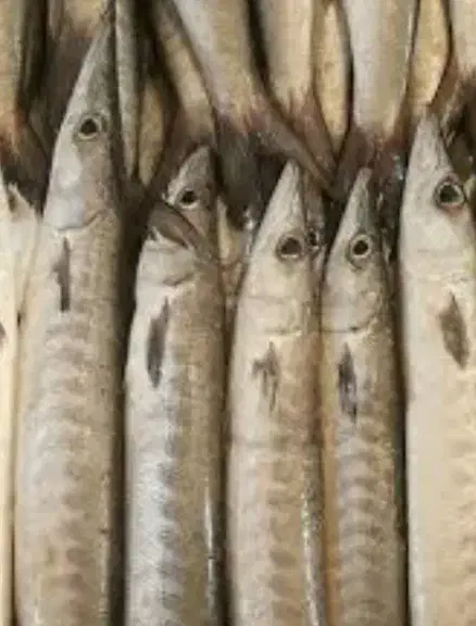 تور دوولمی|ماهیگیری|بوشهر, |دیوار