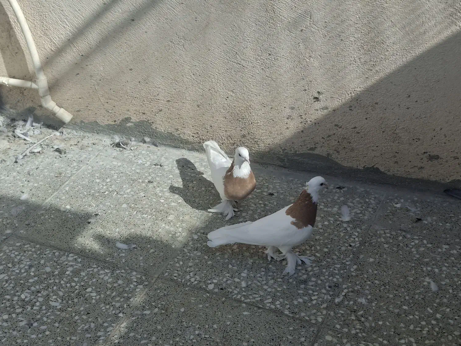 طوقی به شرط تخم و جوجه|پرنده|قم, حاج زینل|دیوار