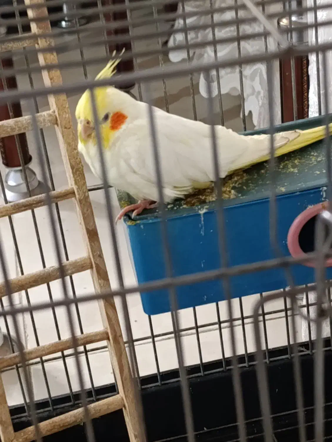 عروس هلندی فروشی|پرنده|محمدیه-قزوین, |دیوار