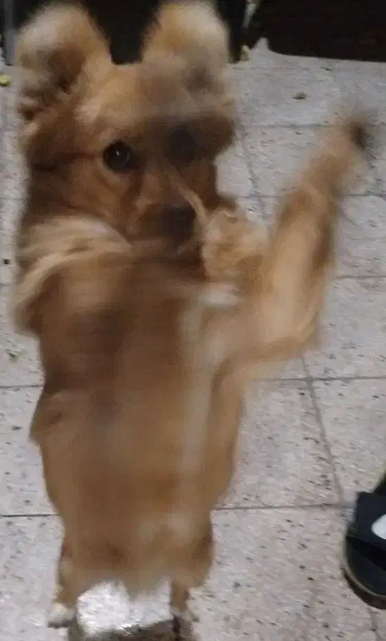 سگ های نژاد دار|سگ|مشهد, درابد امام|دیوار