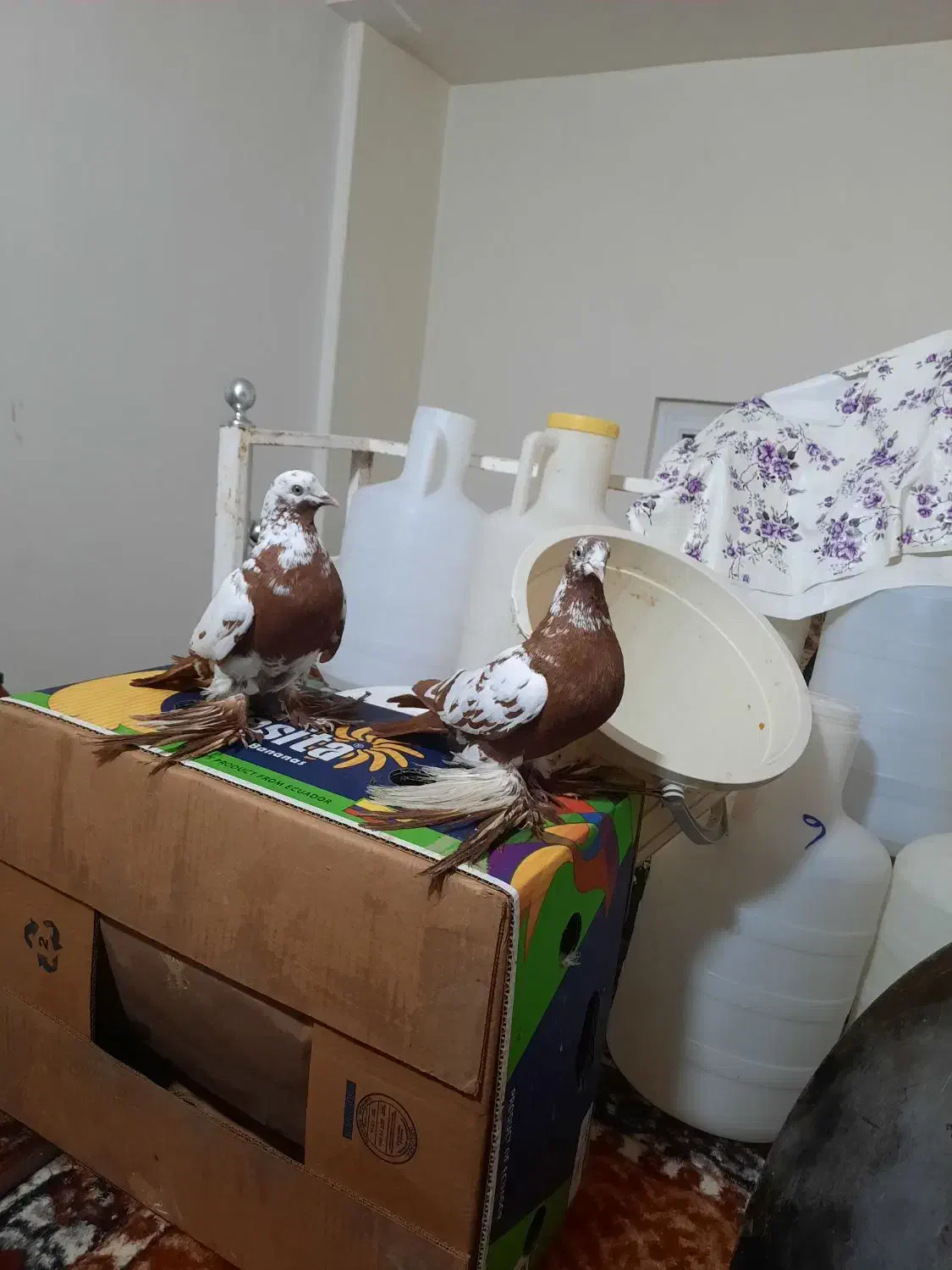 کفتر کم یاب|پرنده|تبریز, |دیوار