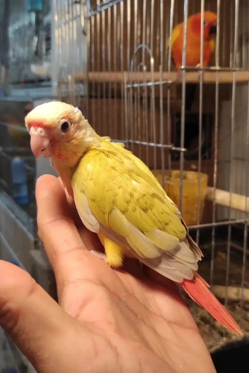 پرنده سرای امازون|پرنده|فولادشهر, سایت صنعتی کاوه|دیوار