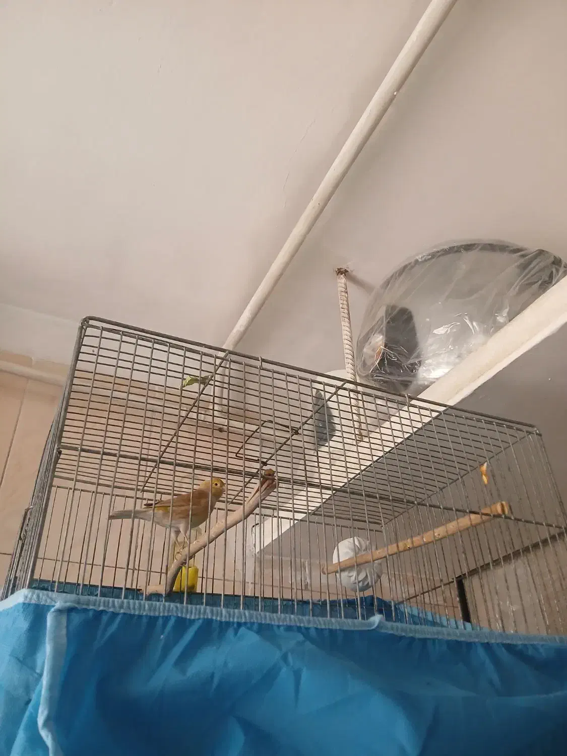 قناری نر ریزه خوان سالم|پرنده|قزوین, |دیوار