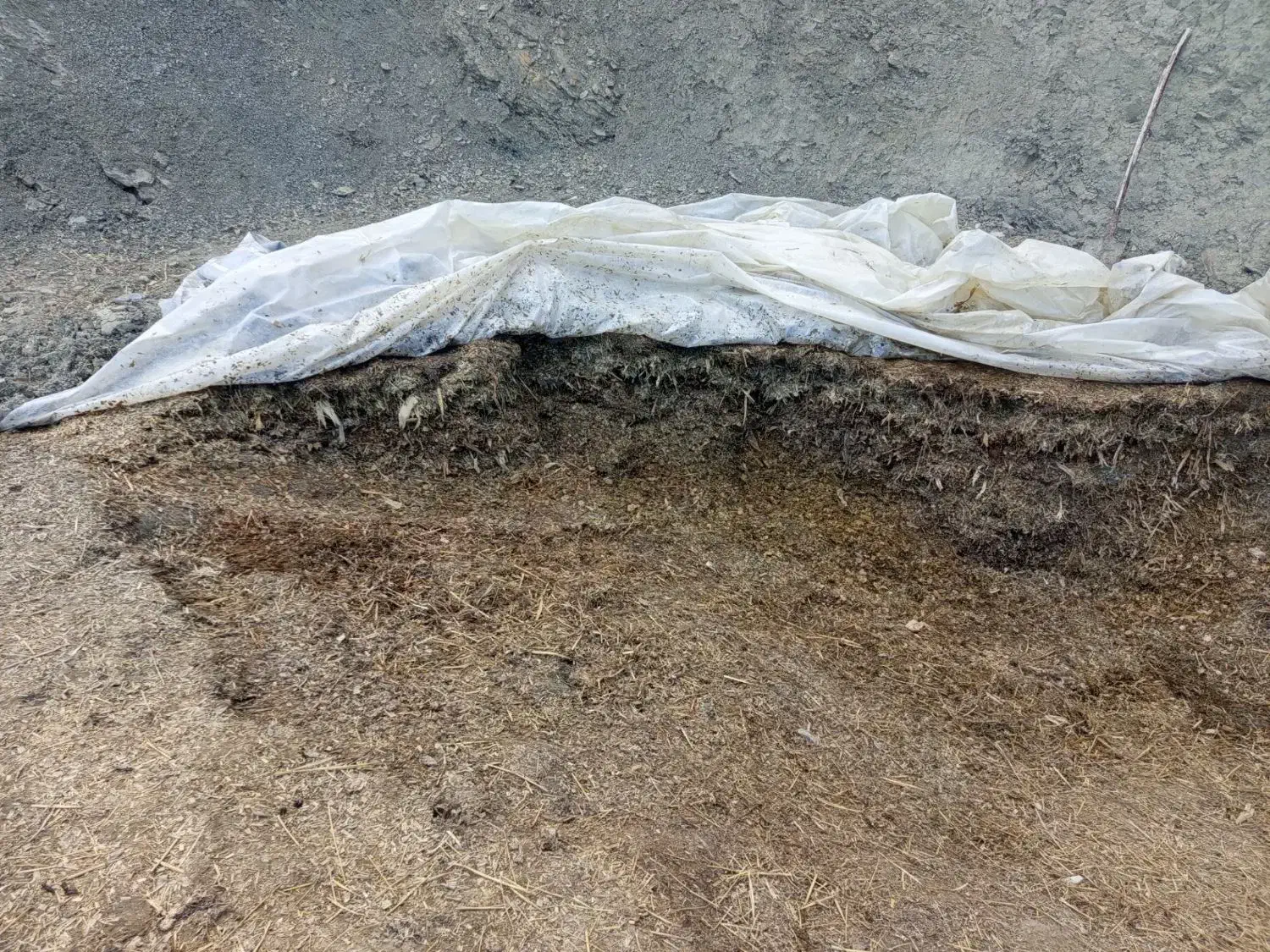 علوفه ذرت|لوازم جانبی حیوانات|گرمخان, |دیوار