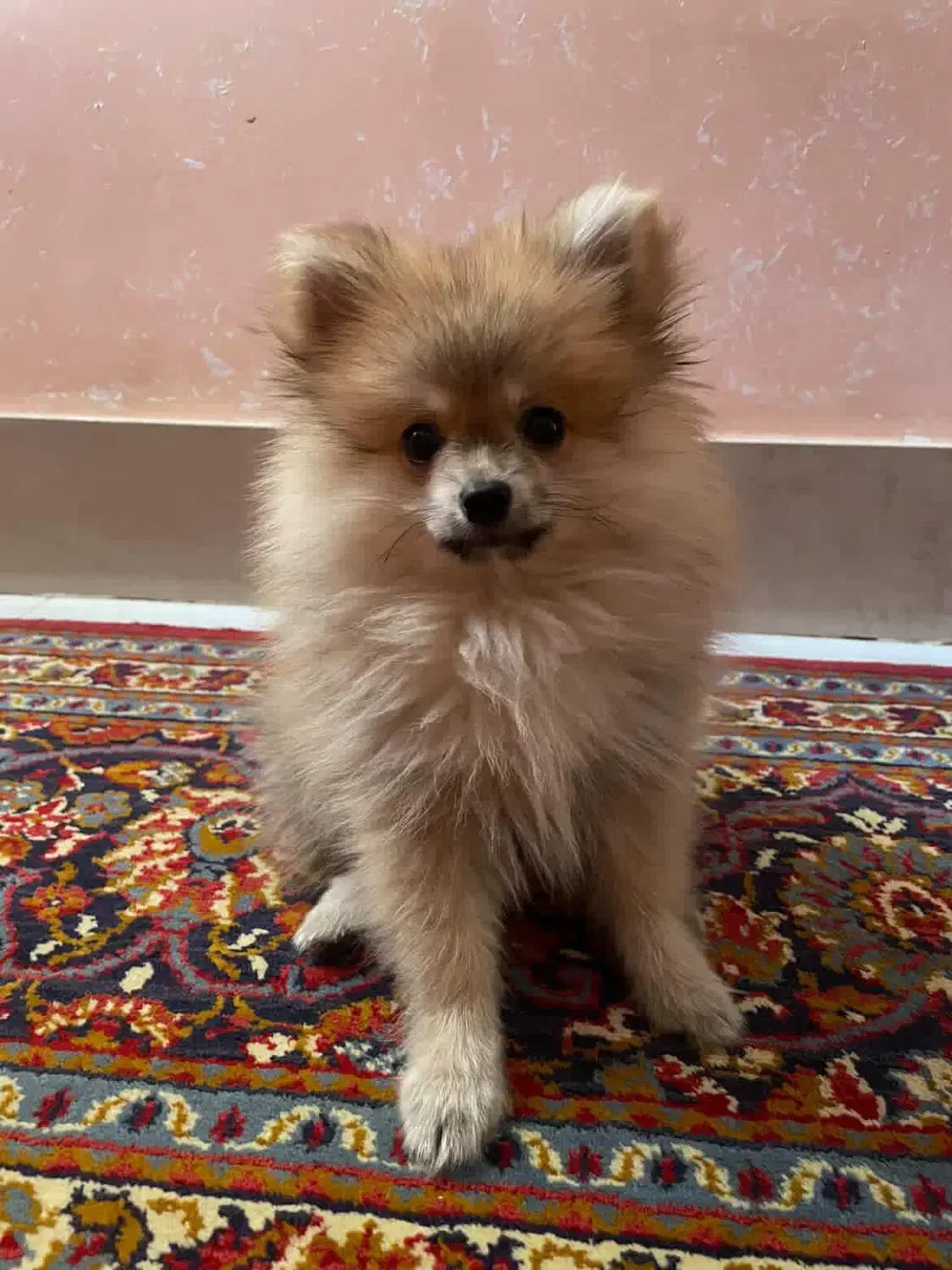 سگ پامر پرتغالی روباهی|سگ|شیروان (خراسان), |دیوار