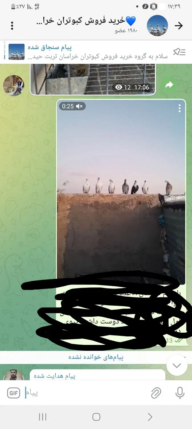 کبوتررنگه|پرنده|تربتحیدریه, نواب صفوی|دیوار