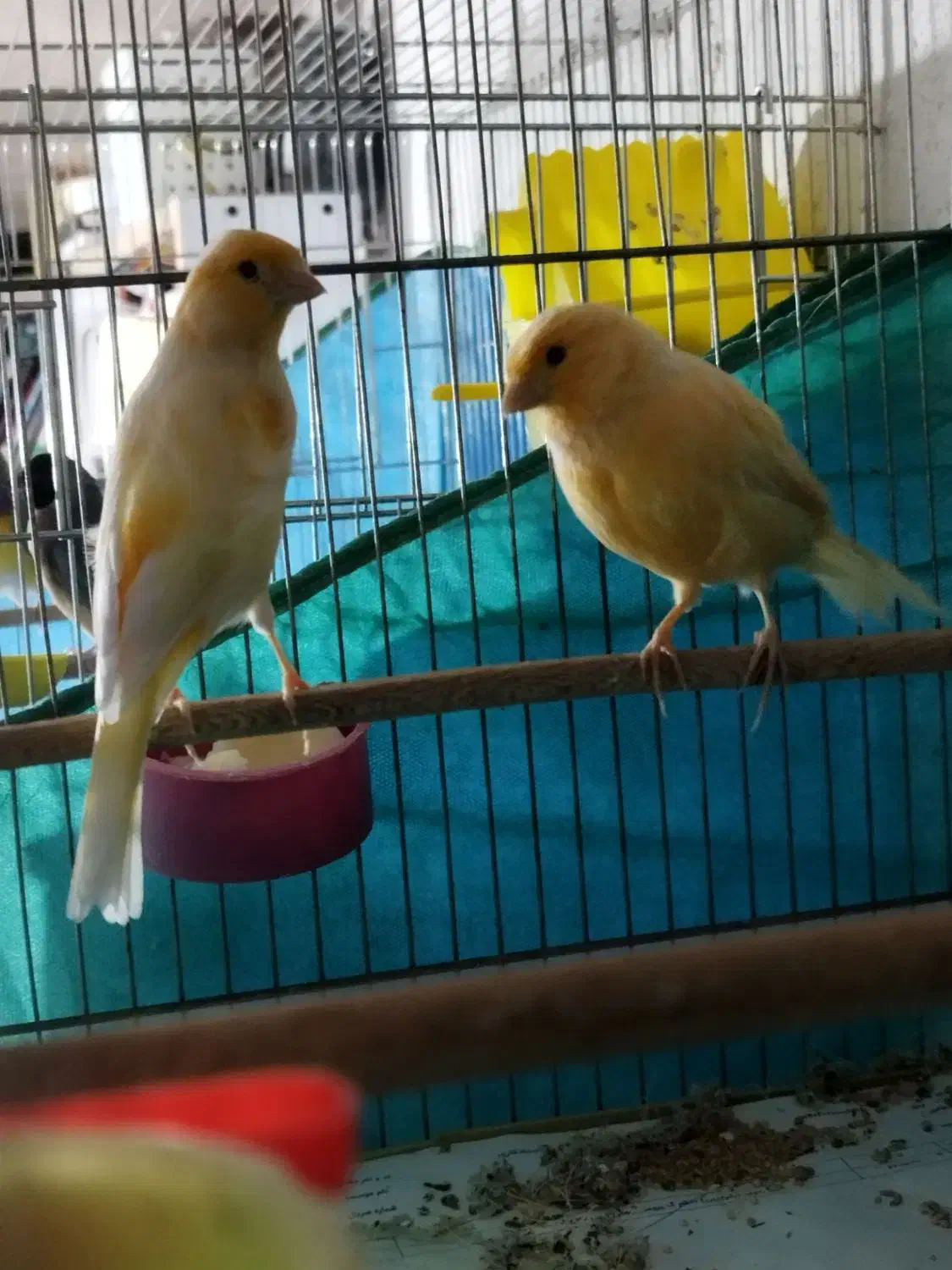 قناری|پرنده|سنندج, |دیوار