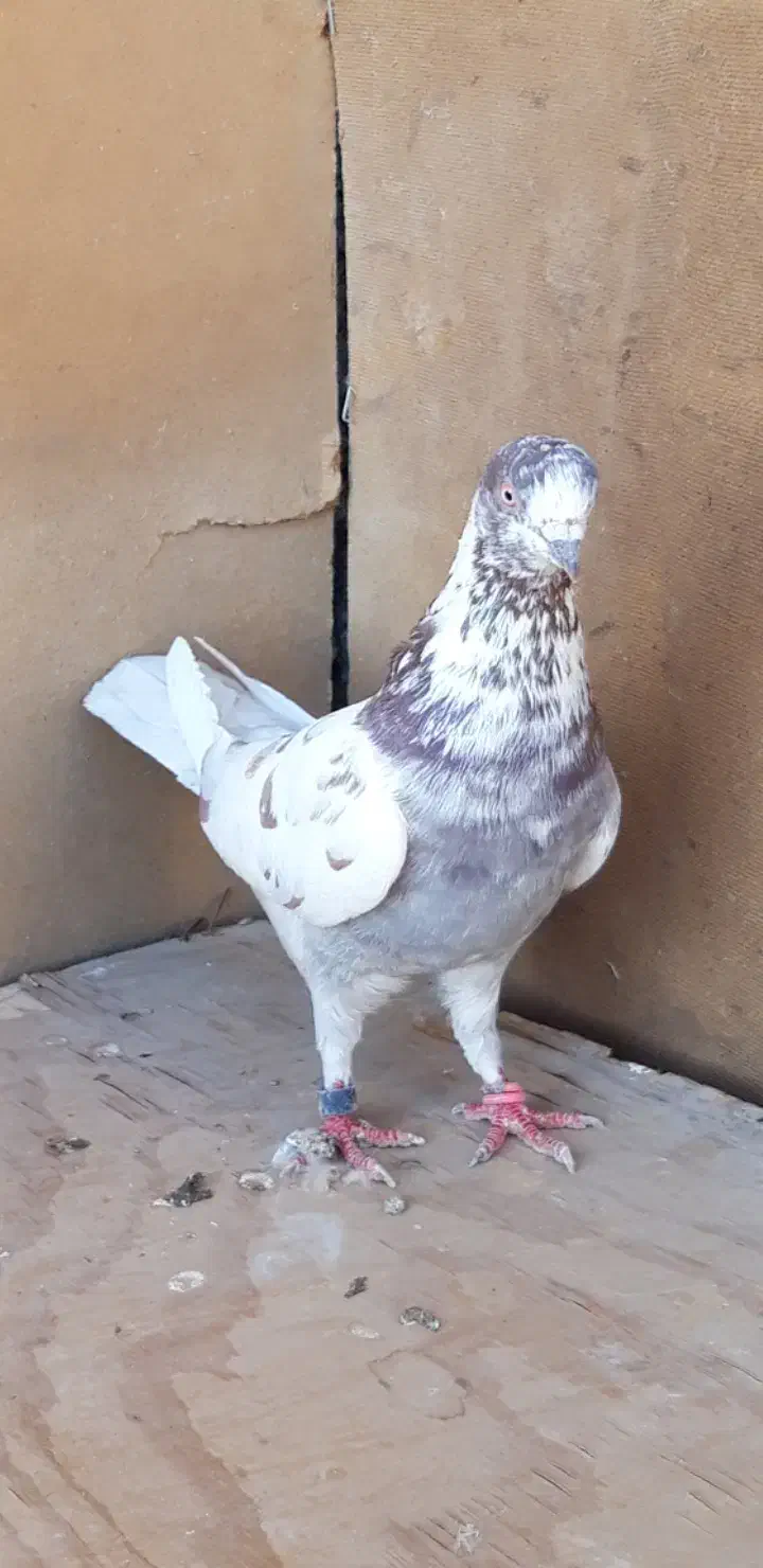 کبوتر پرشی قیمت تومتن نوشتم بخانید مرسی|پرنده|هشتگرد, شهرک اداری|دیوار