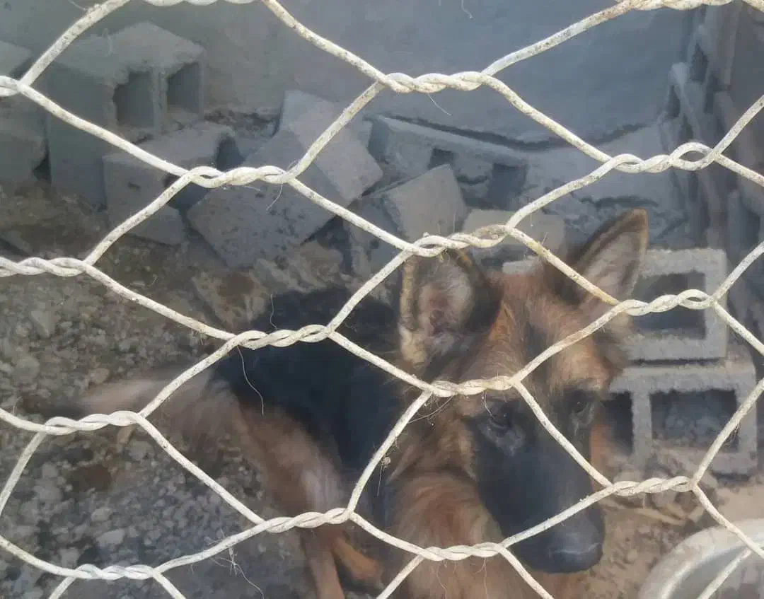 سگ ماده|سگ|بندرعباس, |دیوار