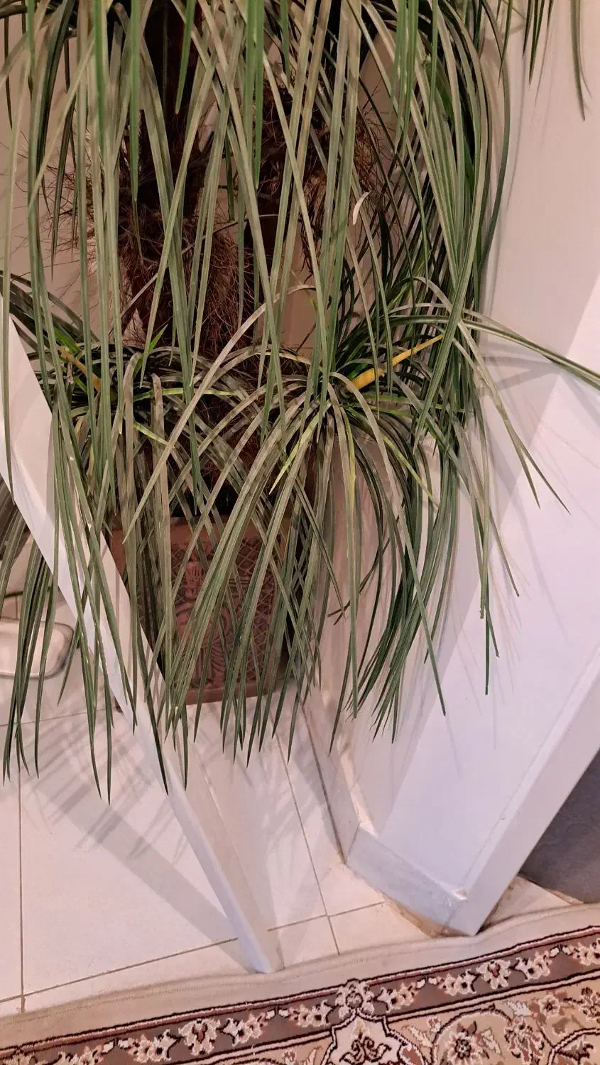 درخت نخل مصنوعی|گل مصنوعی|اصفهان, شهید رجایی|دیوار