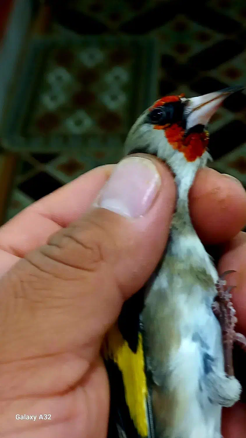 سهره کرمونی طبق عکسا|پرنده|کرمان, |دیوار