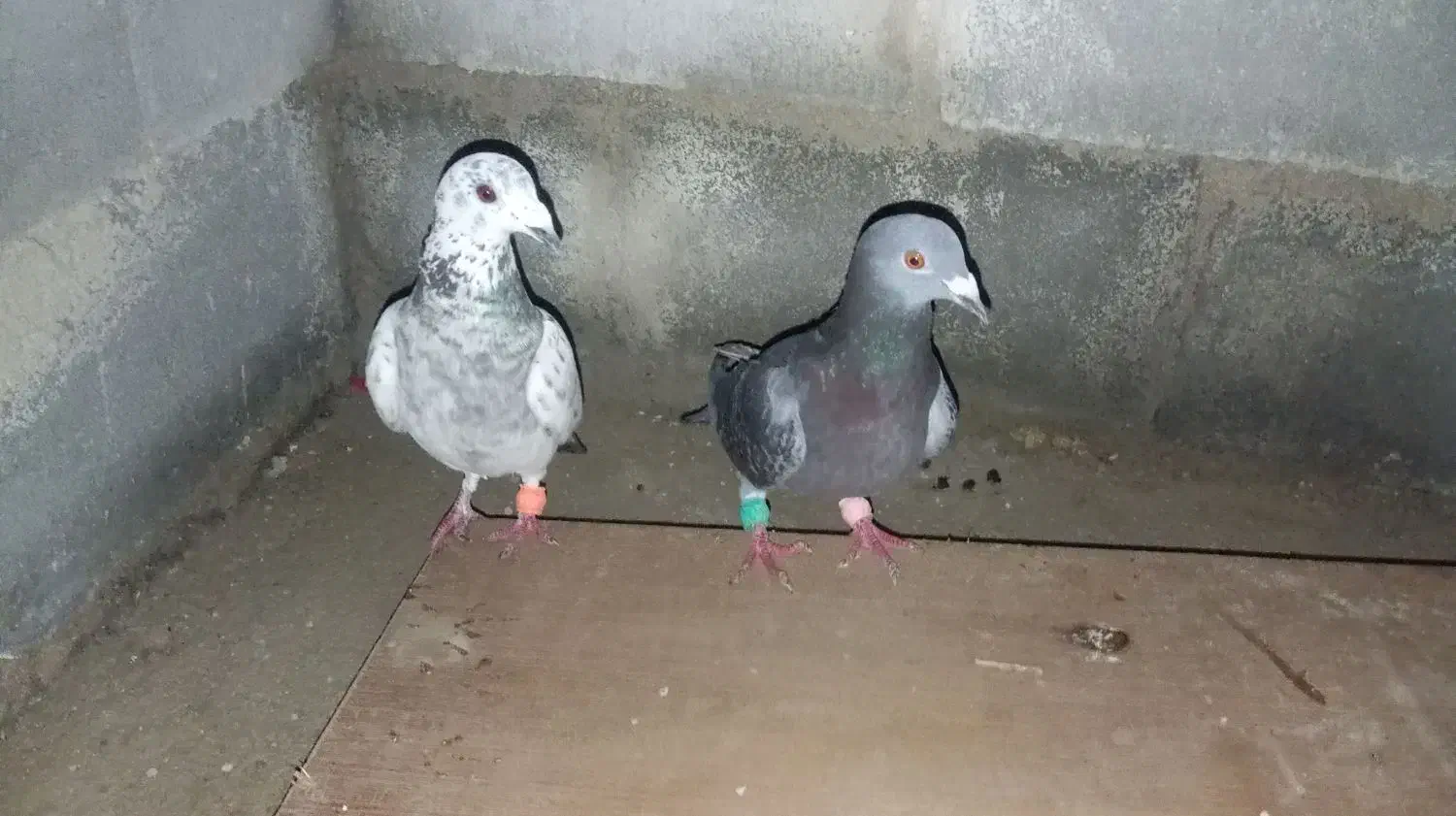 کبوتر|پرنده|دوگنبدان, |دیوار