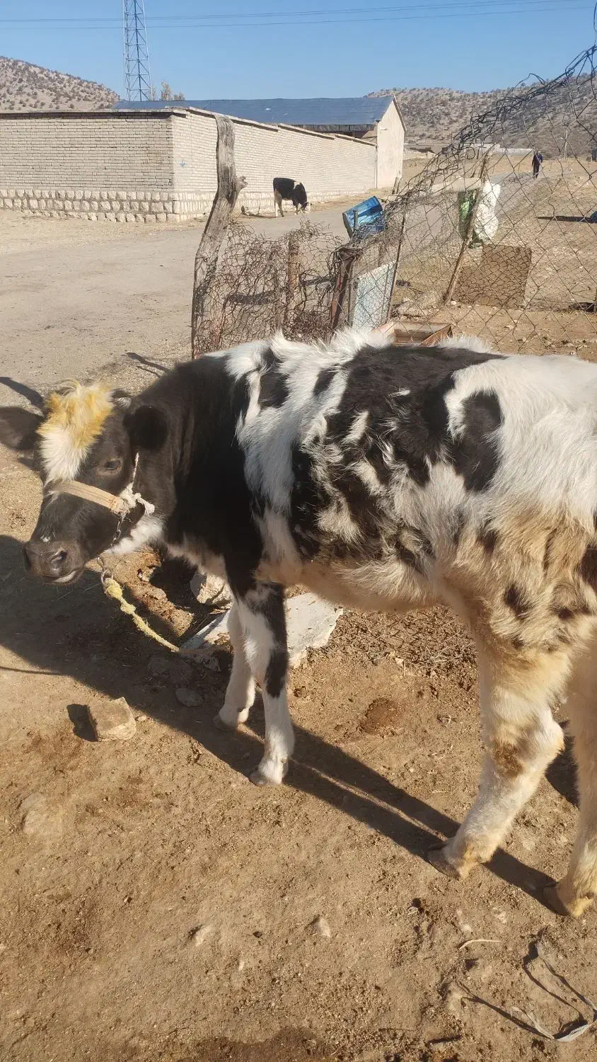 گاوگوساله ماده جوان|حیوانات مزرعه|ماهیدشت, |دیوار