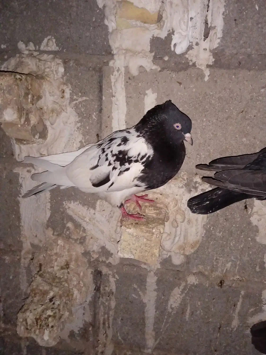 کبوتر|پرنده|اهواز, معین زاده|دیوار