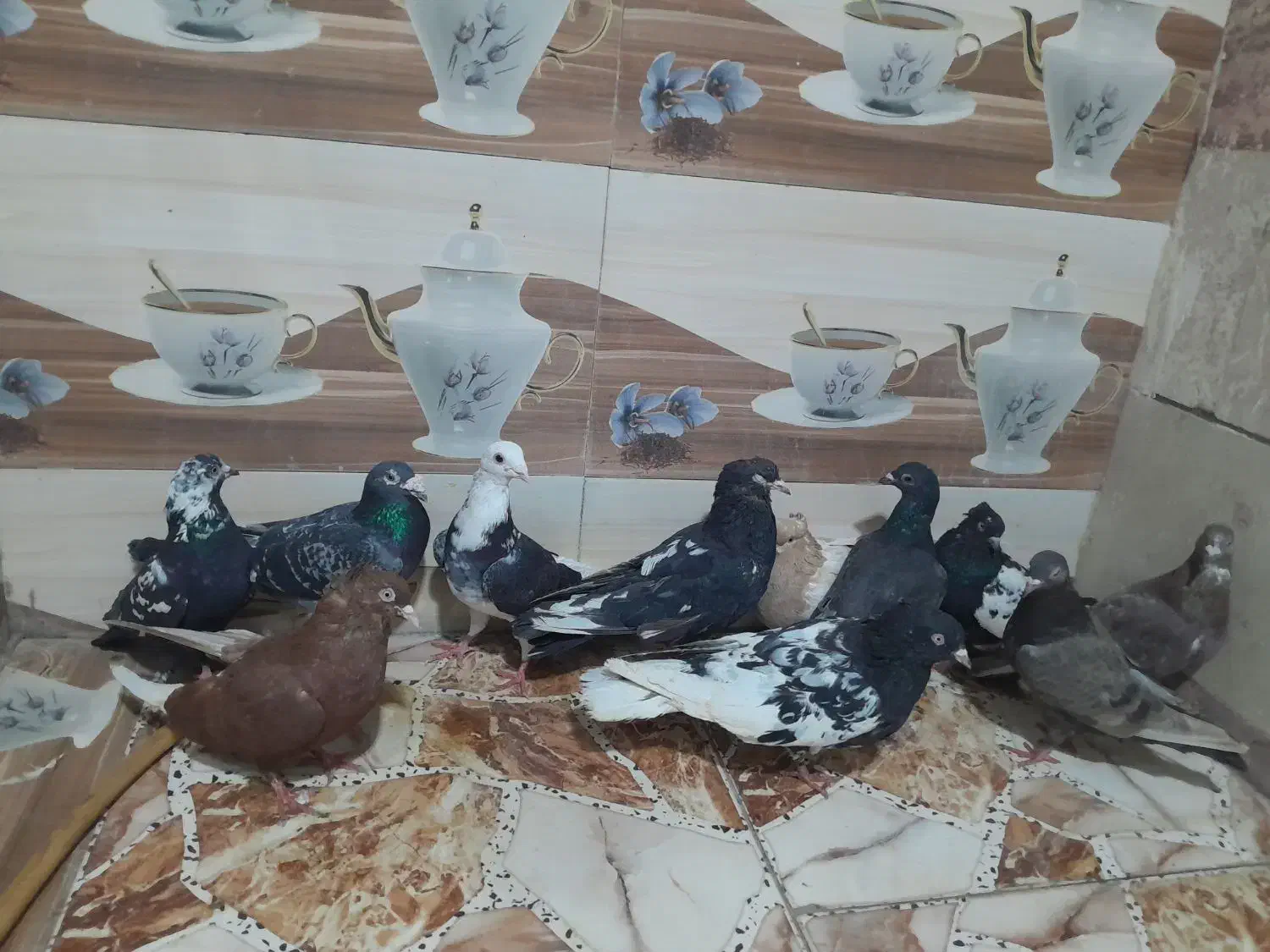 کبوتر|پرنده|کارون, |دیوار