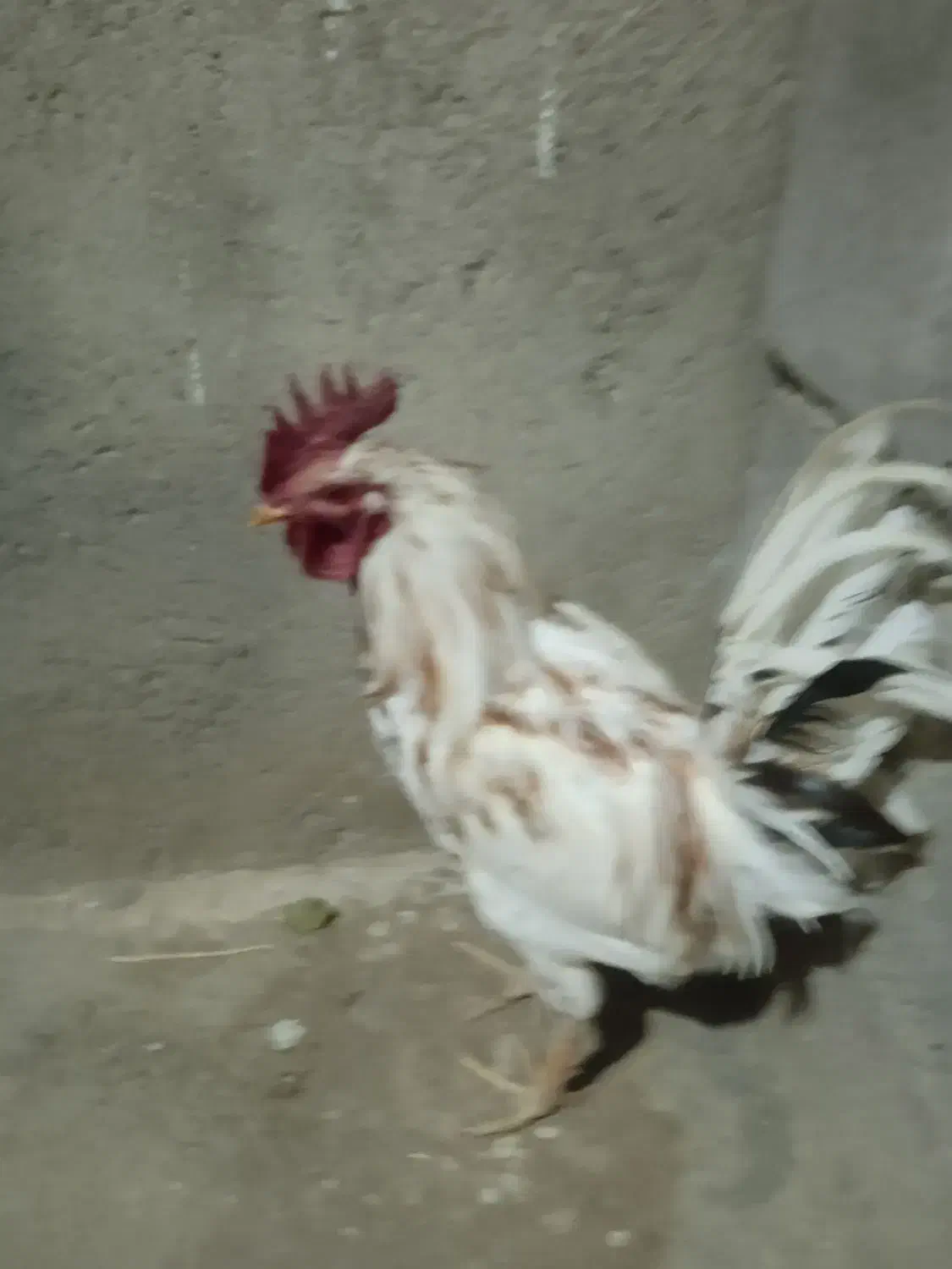 خروس گلین|حیوانات مزرعه|چهاردولی, |دیوار