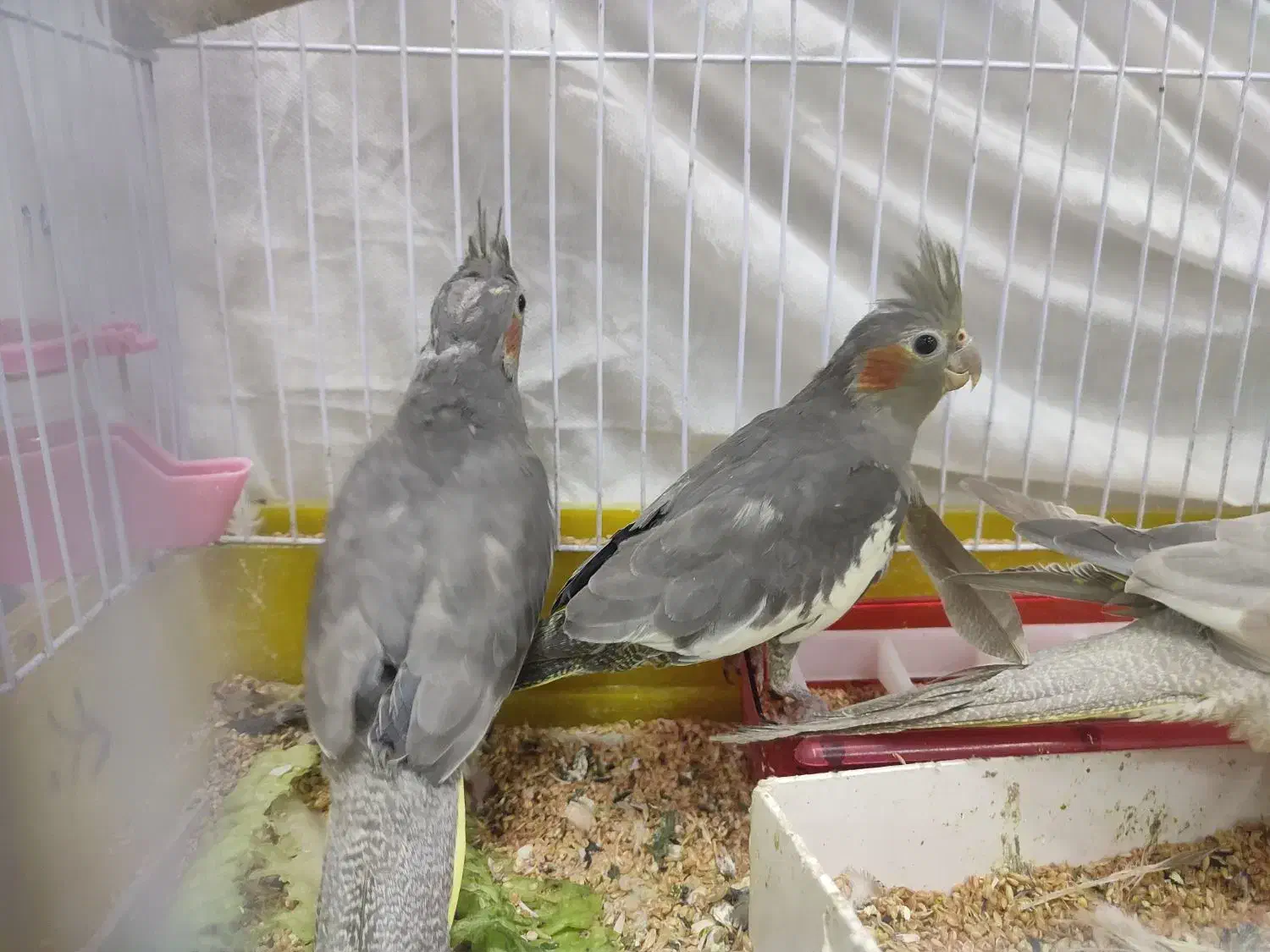 عروس هلندی|پرنده|رشت, پسیخان|دیوار