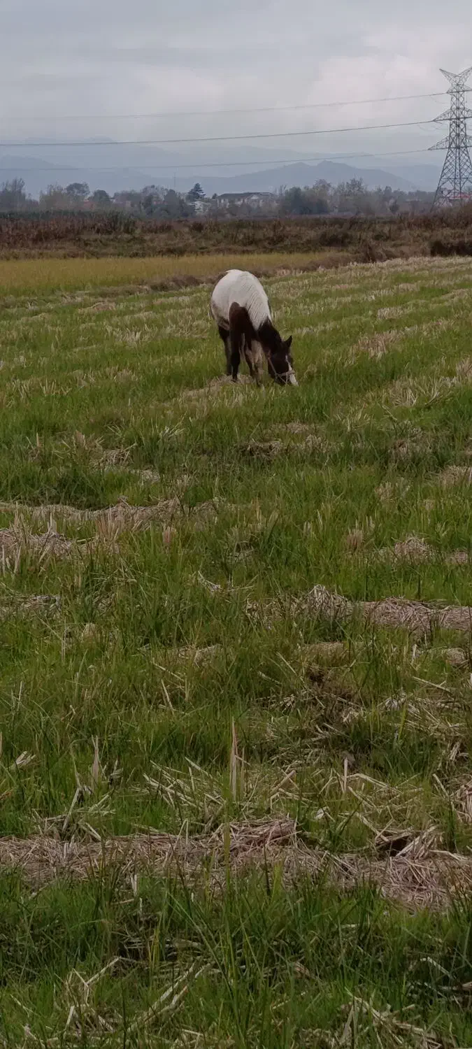 اسب ابلق|حیوانات مزرعه|آستانه اشرفیه, |دیوار