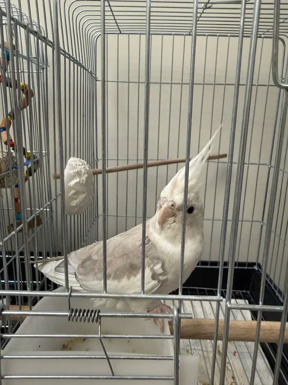 جوجه عروس هلندی آلبینو ابلغ|پرنده|تهران, هفت چنار|دیوار