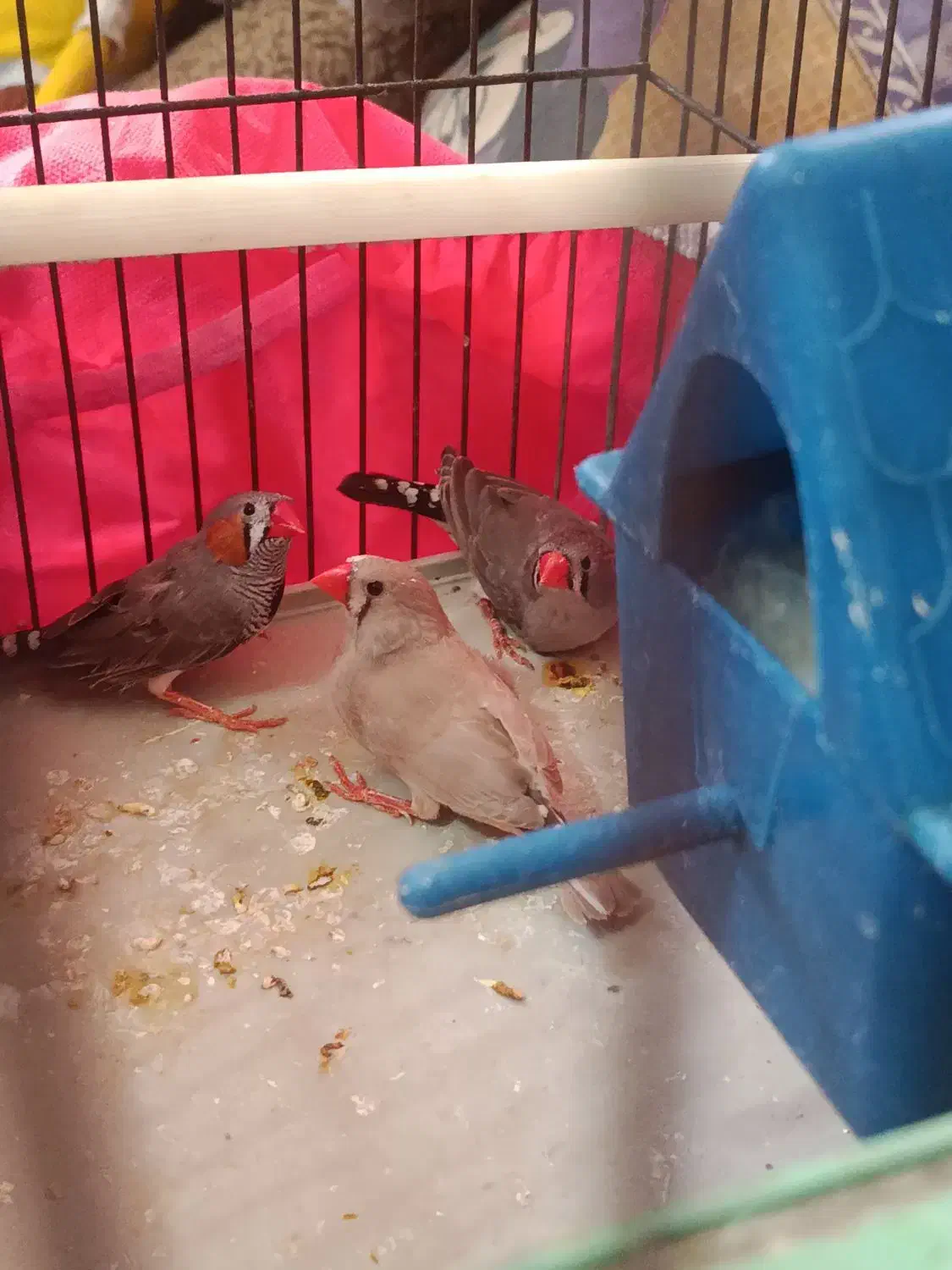 تعدادی پرنده...|پرنده|شیراز, وصال|دیوار