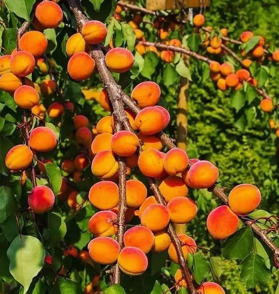 فروش نهال های با اصالت لیبل دار|خدمات باغبانی و درختکاری|شبستر, |دیوار