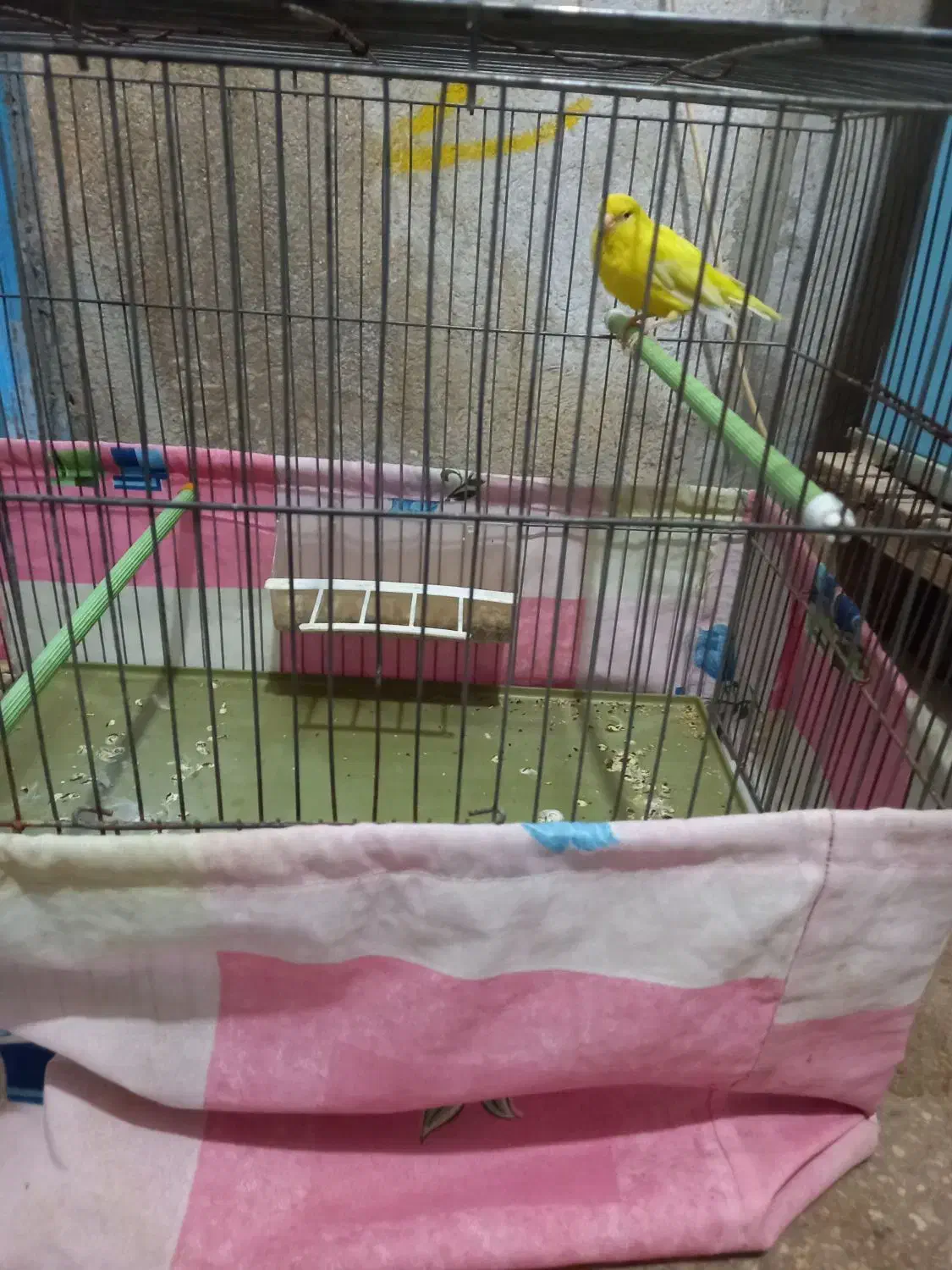 پرنده قناری نر|پرنده|مهریز, |دیوار