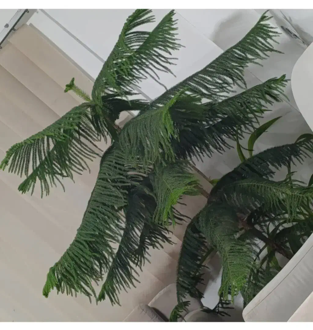 گل کاج مطبق|گل و گیاه طبیعی|شیراز, منطقه هوایی شهید دوران|دیوار