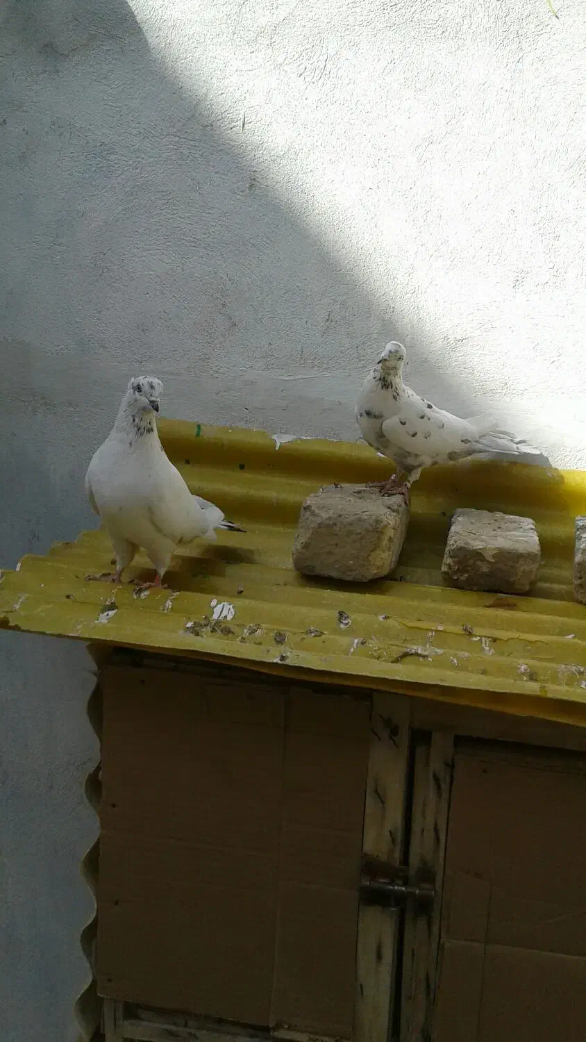 یه جفت کبوتر نروماده پرشی|پرنده|قم, امامزاده ابراهیم|دیوار
