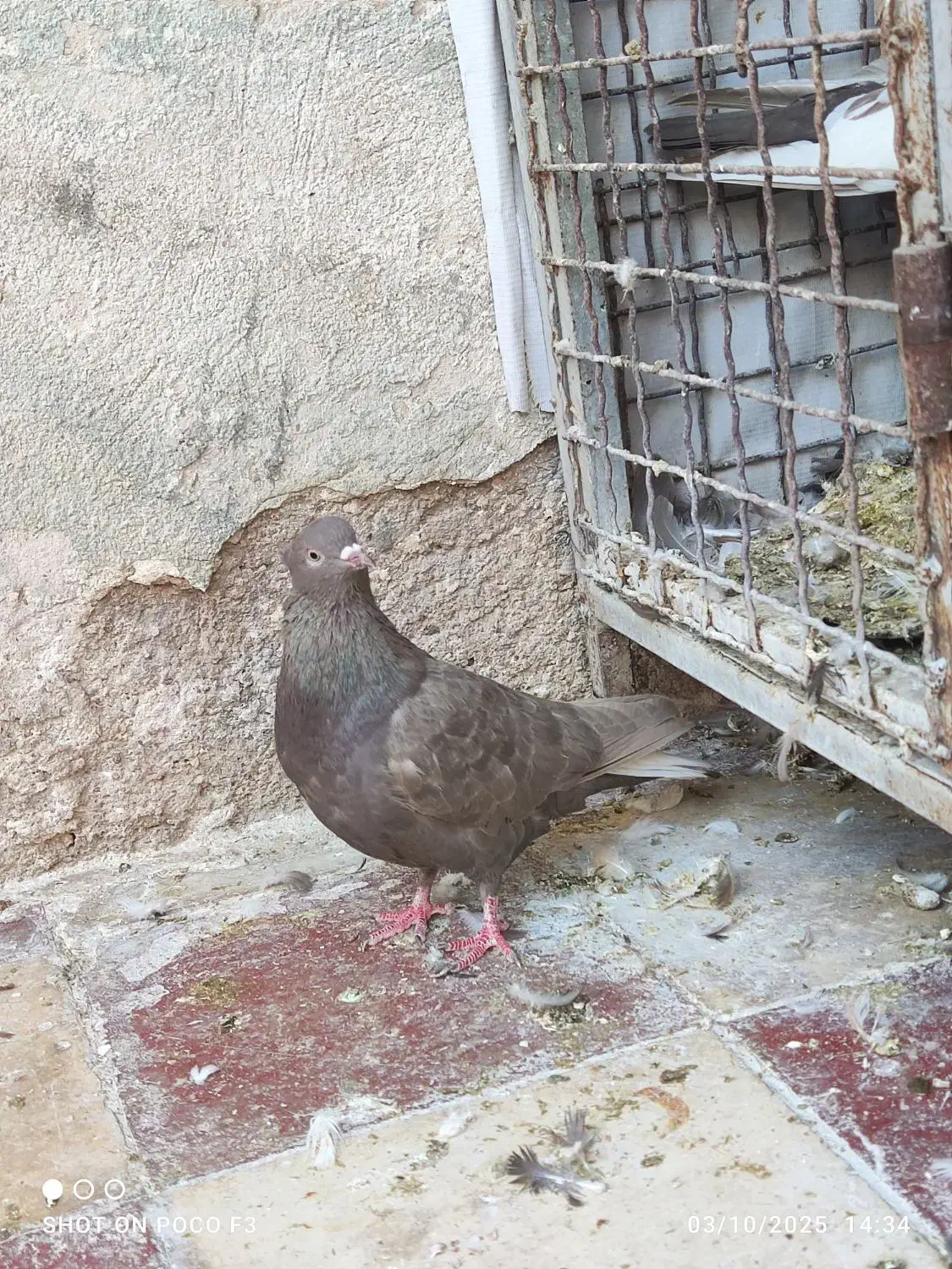 تعدادی سینه و کله|پرنده|شیراز, شریف‌آباد|دیوار