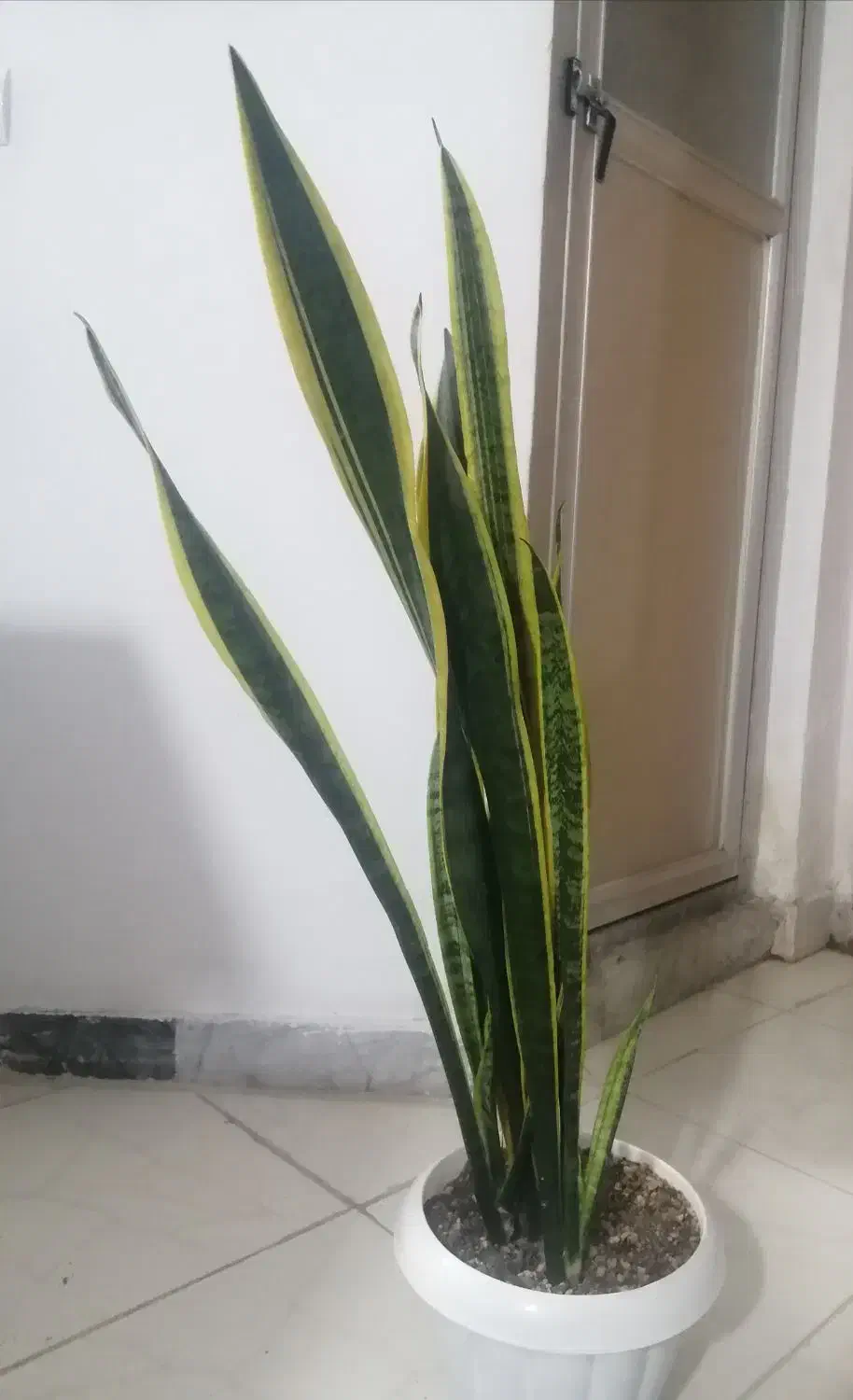 سانسوریا طلایی|گل و گیاه طبیعی|شیروان (خراسان), |دیوار