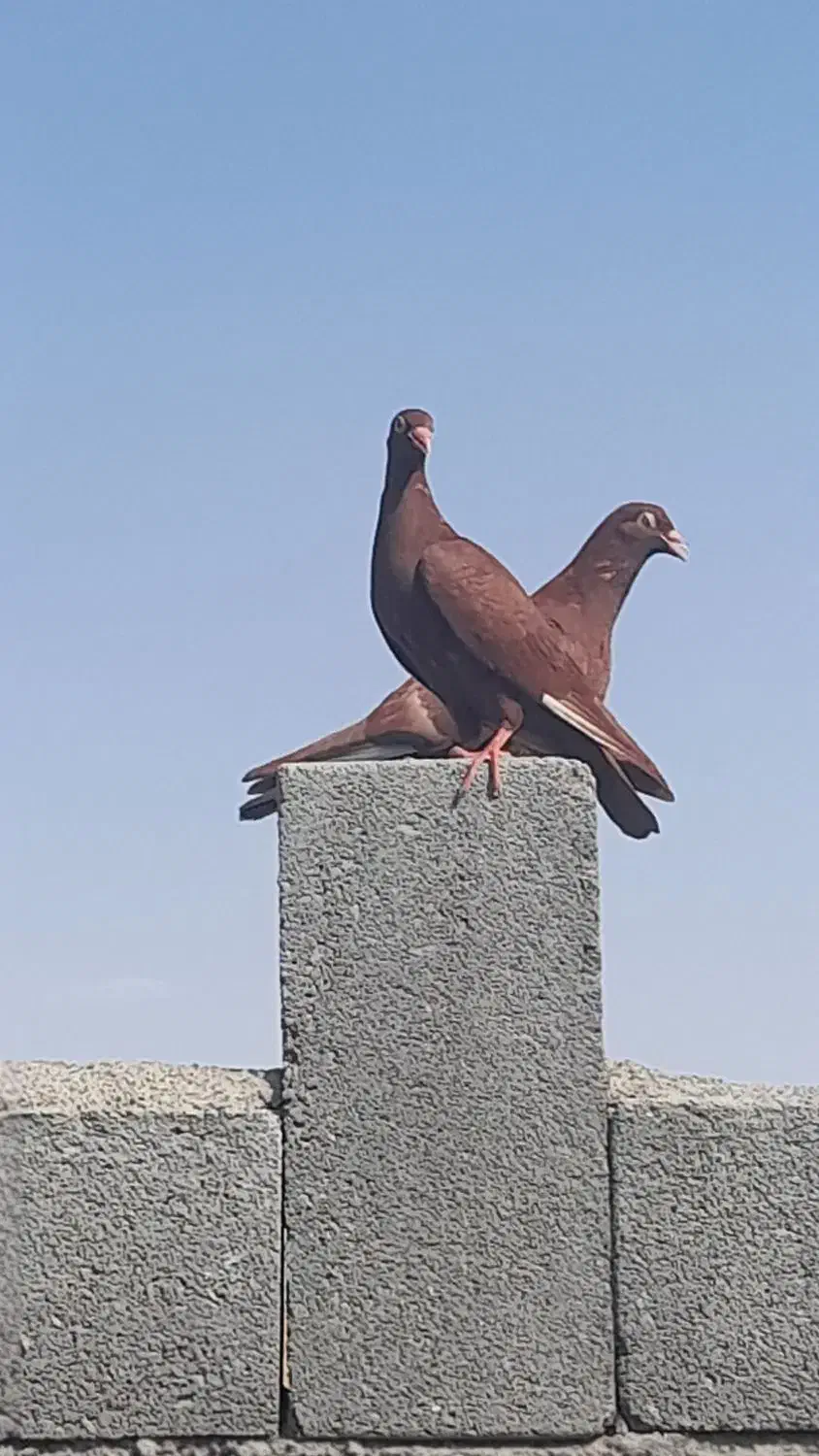 کبوتر سرخ|پرنده|پیر بکران, |دیوار